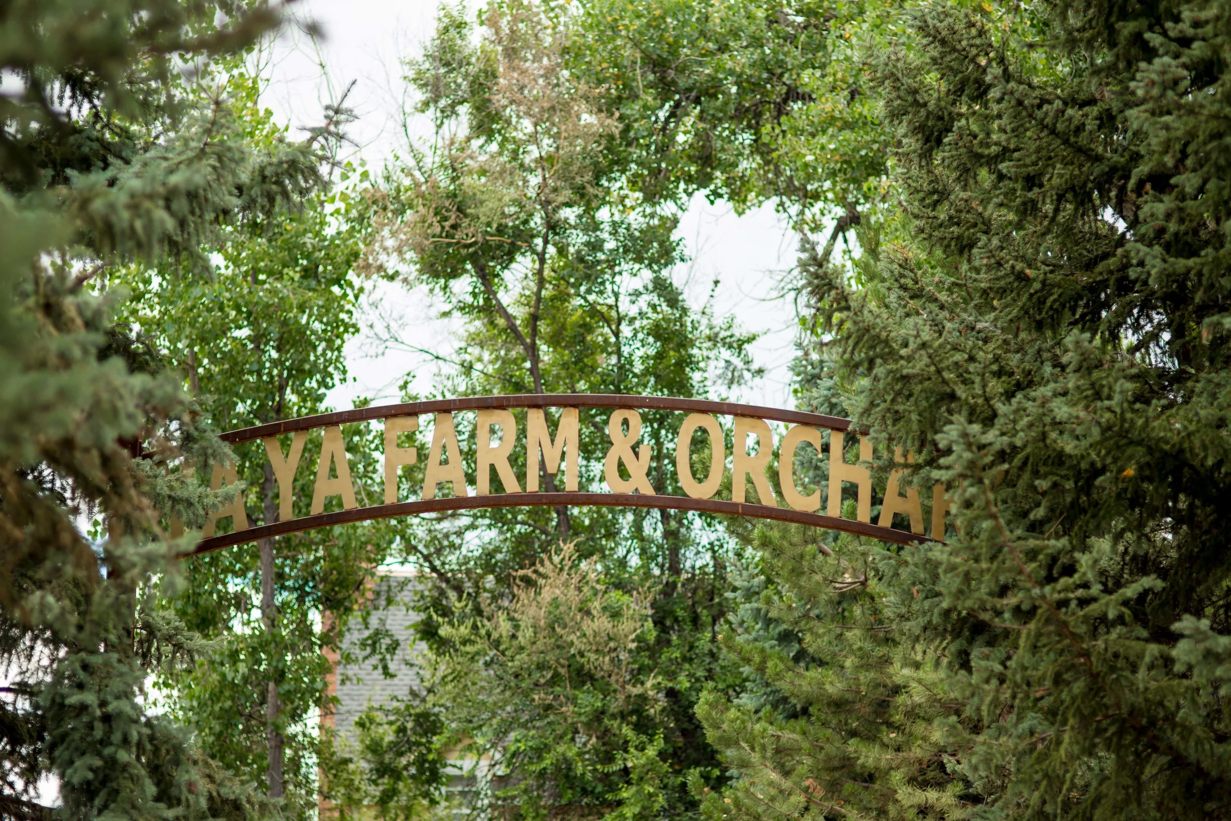 YaYa Farm & Orchard Wedding