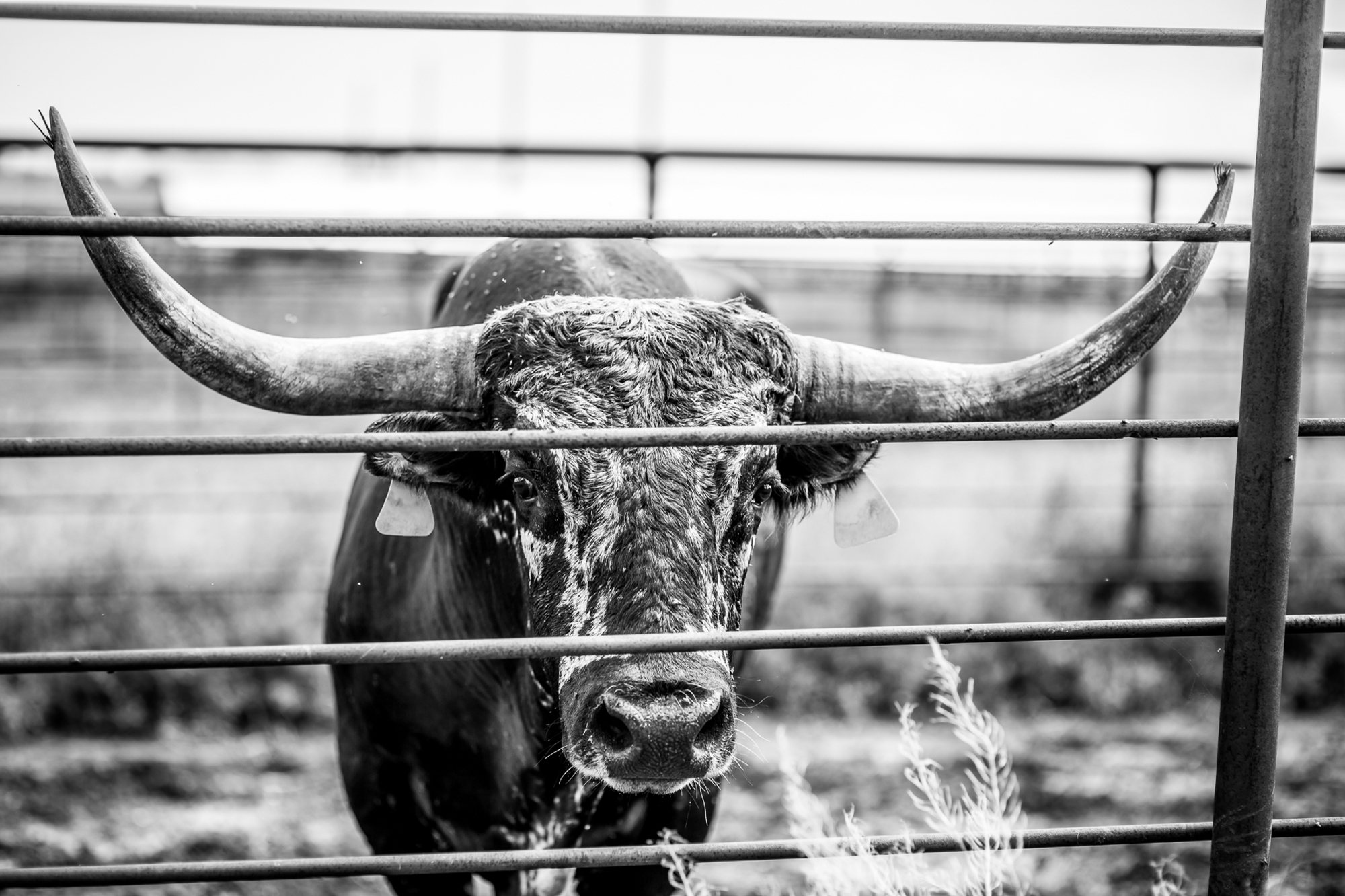 Black Leg Ranch Wedding