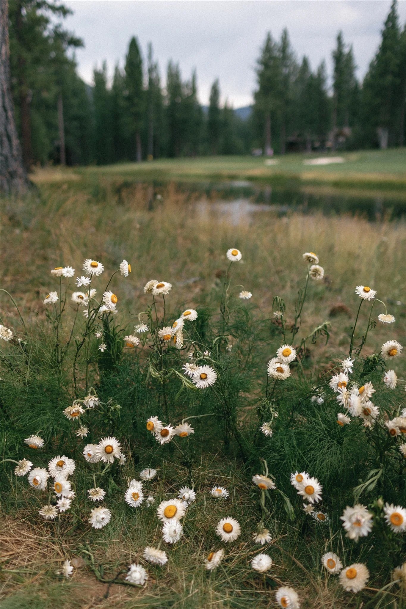 danielle-and-jeff-tahoe-wedding-358 copy.jpg