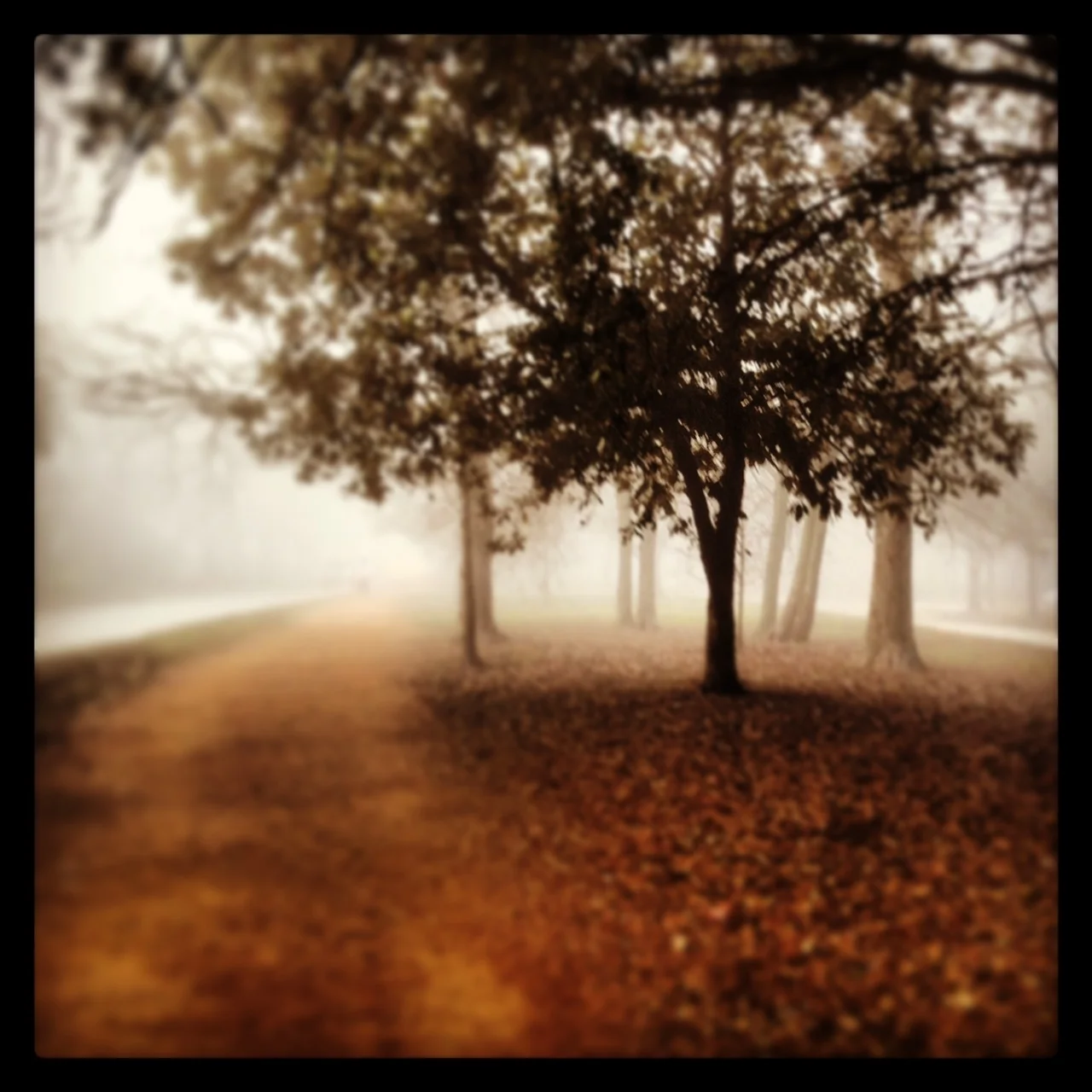 fogblvd.JPG