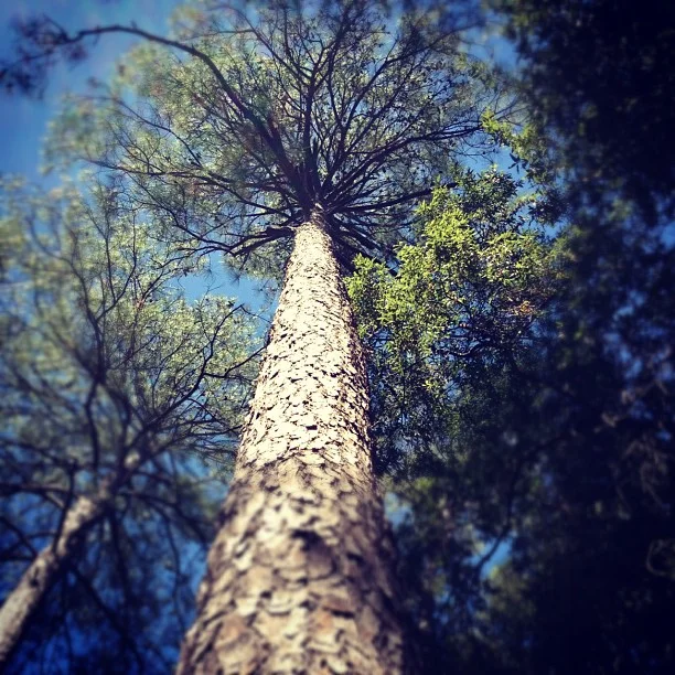 01 Trees 1