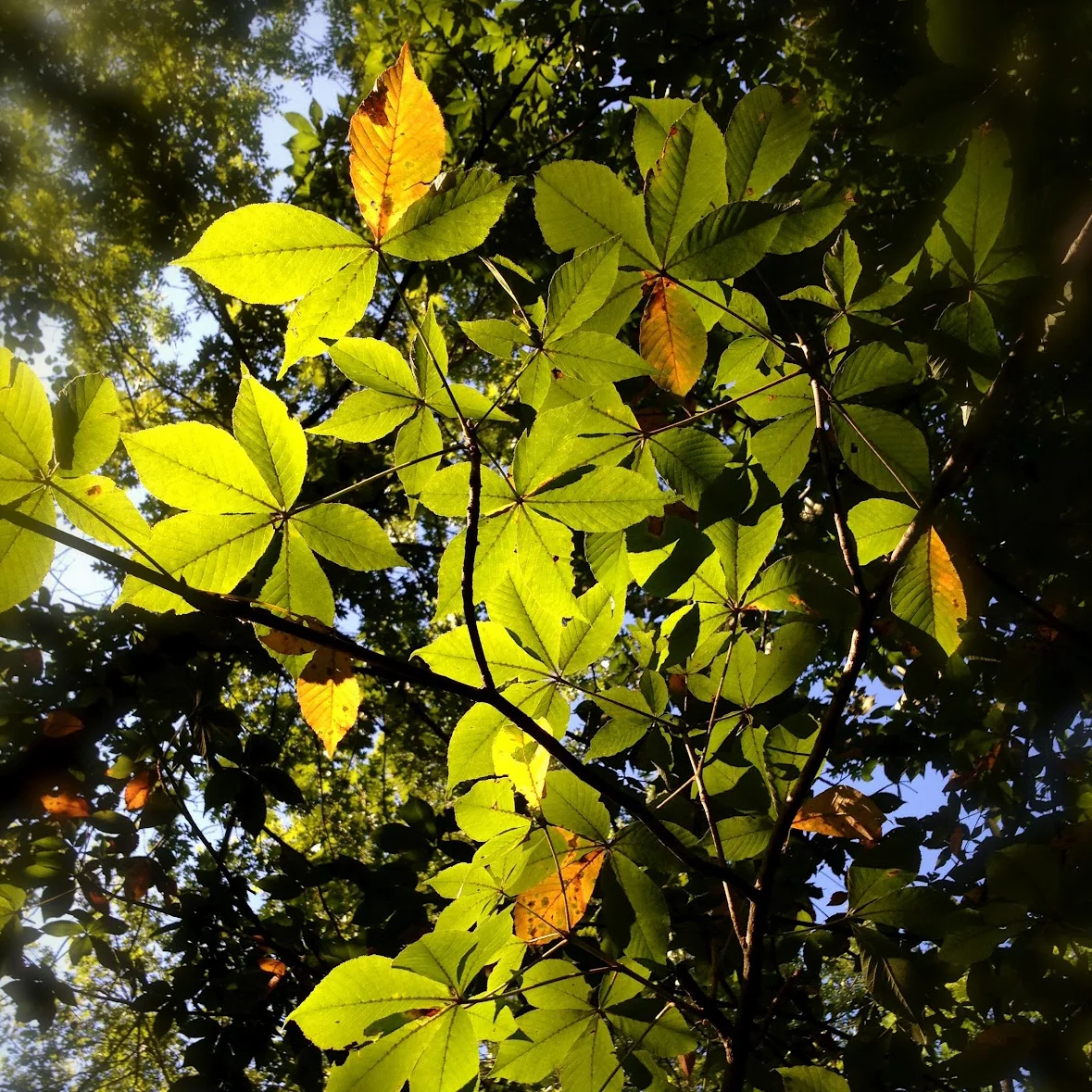 04 Trees 1