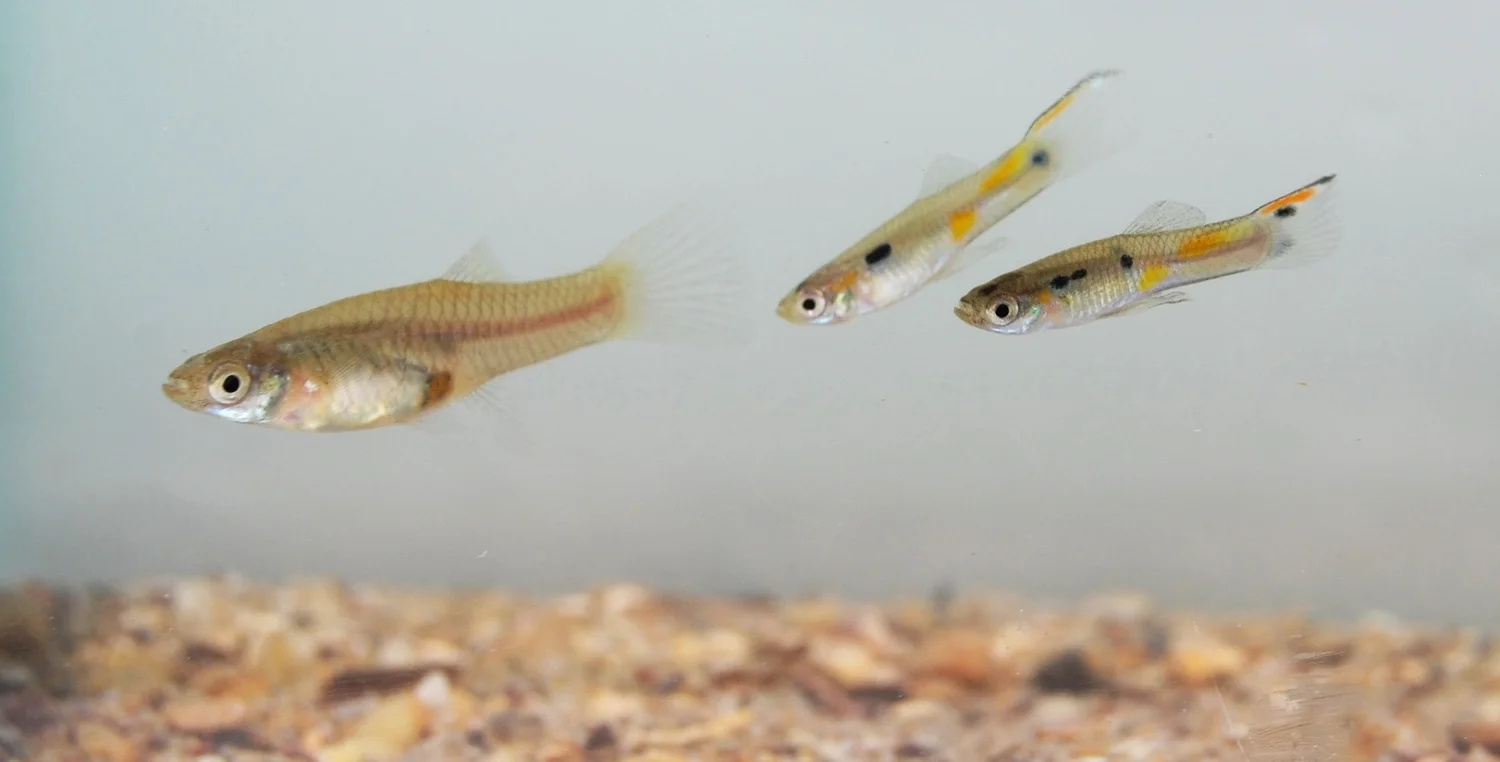 Two male guppies pursue a female. Photo courtesy of Darren Croft and Safi Darden. 