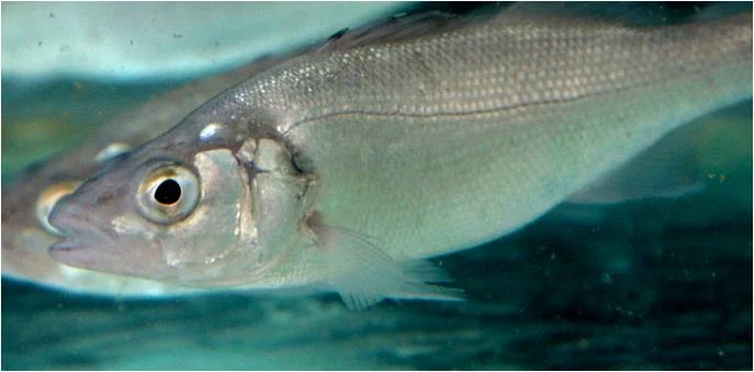 Juvenile European sea bass.