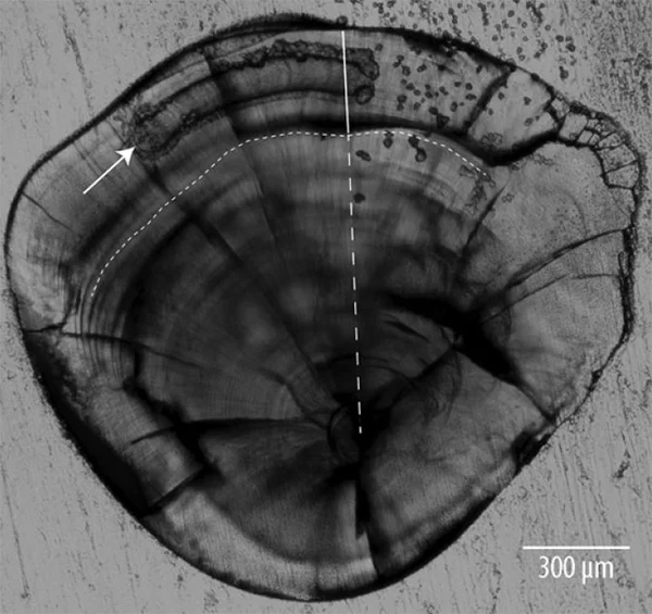 Polished juvenile Atlantic cod sagittal otolith. From Figure 1 of Stanley et al. 2015. Environmentally mediated trends in otolith composition of juvenile Atlantic cod (Gadus morhua). – ICES Journal of Marine Science, doi: 10.1093/icesjms/fsv070.
