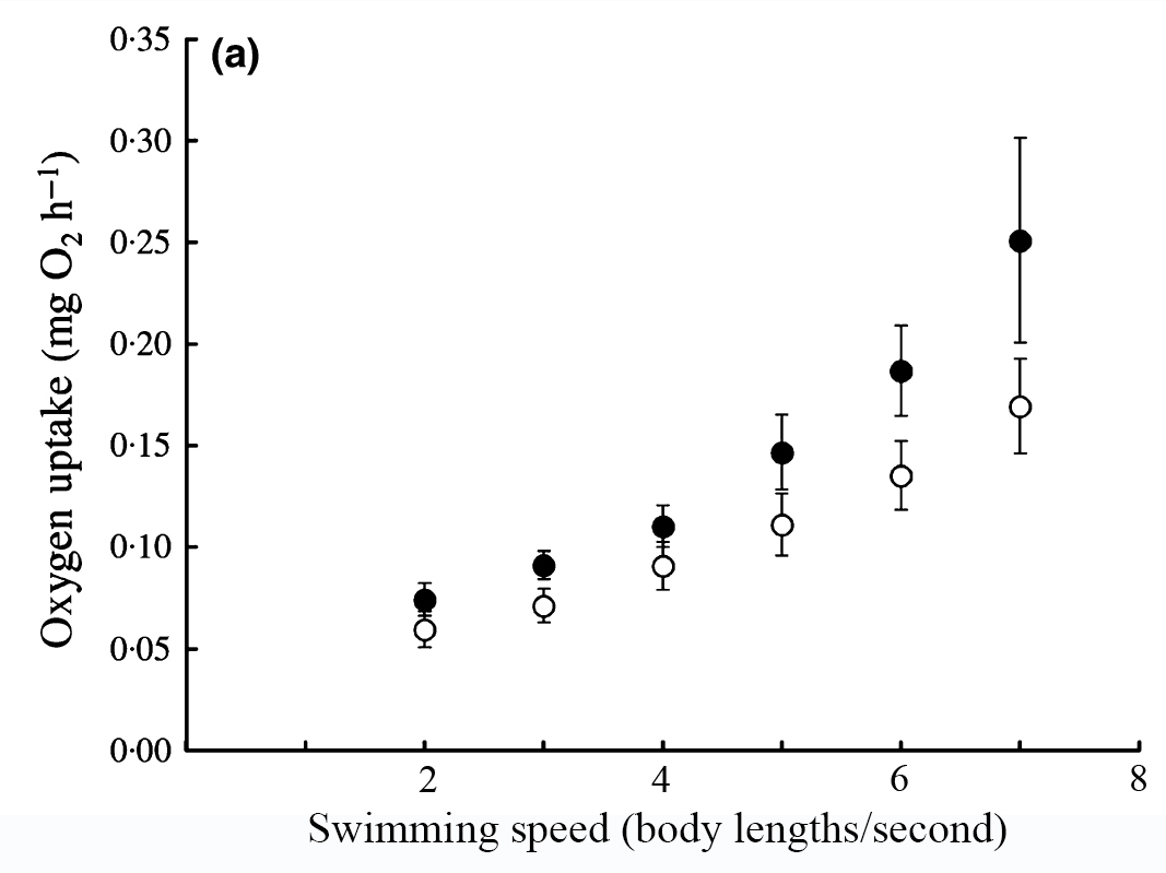 Figure 1. Changes in the oxygen required to swim a various speeds in female guppies. White circles represent females that had been exposed to high levels of male harassment for five months; black circles are females receiving low levels of harassment. From Killen, S.S., Croft, D.P., Salin, K., Darden, S.K. 2015. Male sexually coercive behaviour drives increased swimming efficiency in female guppies. Functional Ecology. doi: 10.1111/1365-2435.12527