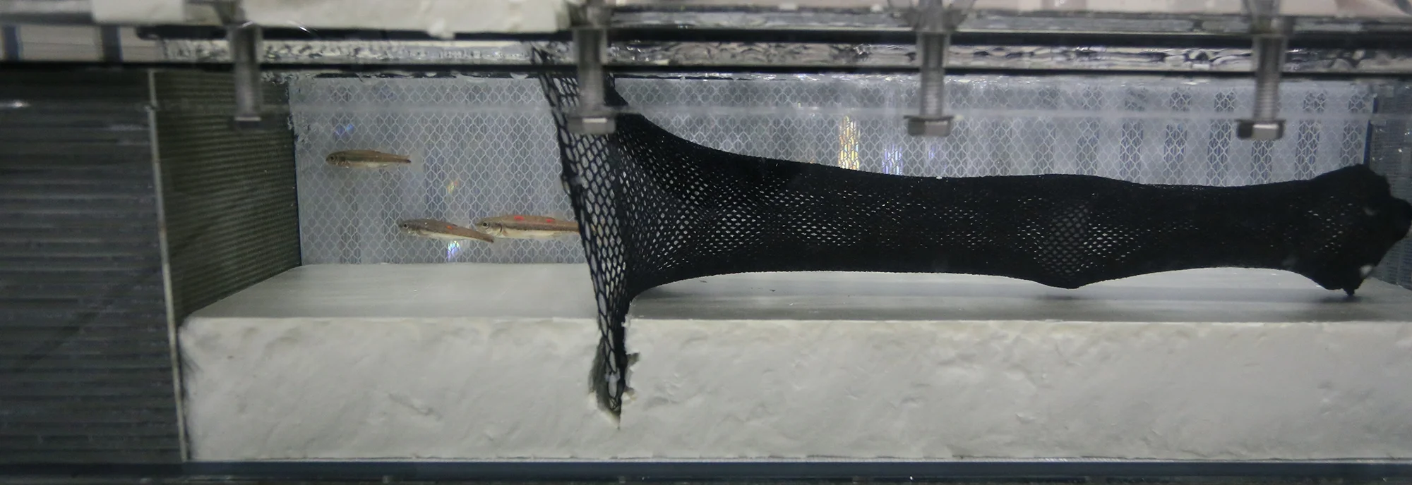 trawl-profile.jpg