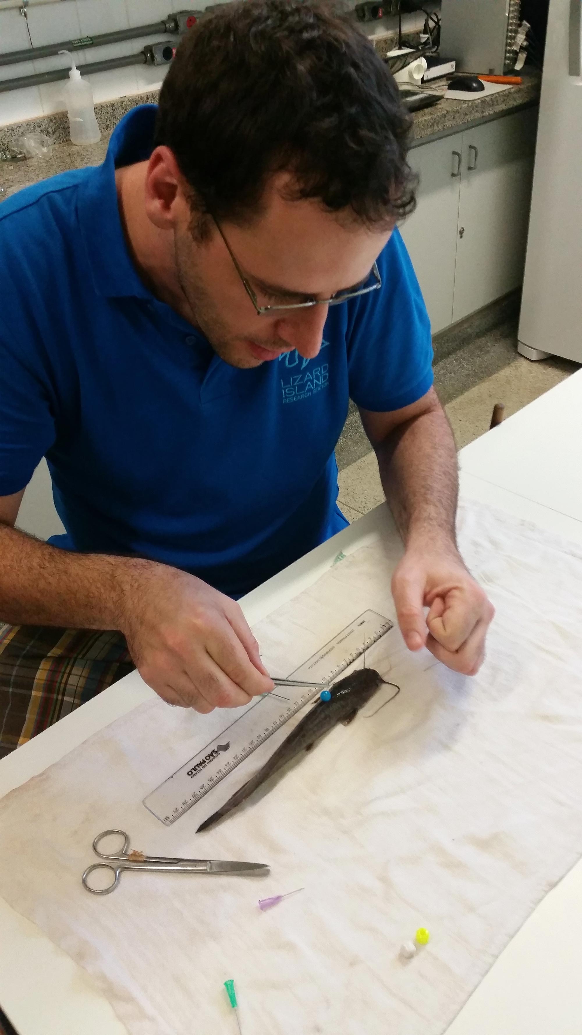 All fish were beaded for identification while in the behavioural arena.