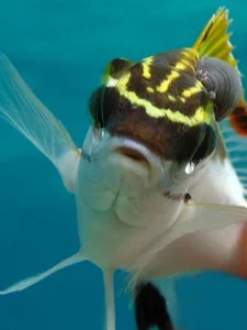 Photo of fish swimming with an external isopod parasite, courtesy of Sandra Binning.