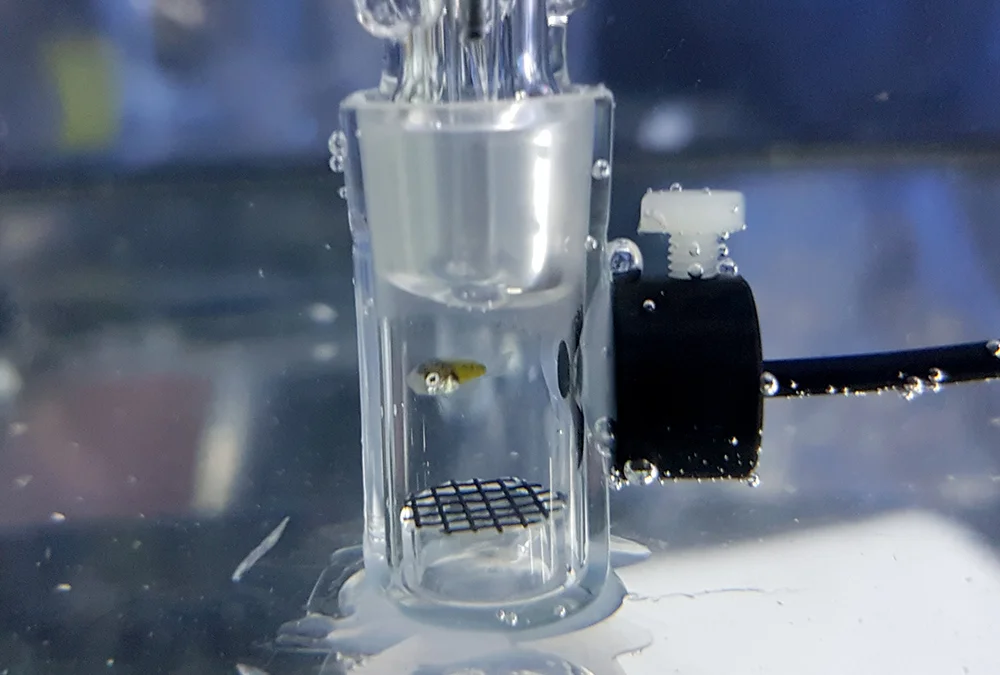 A 15-day old clownfish larvae in a teeny tiny respirometer.