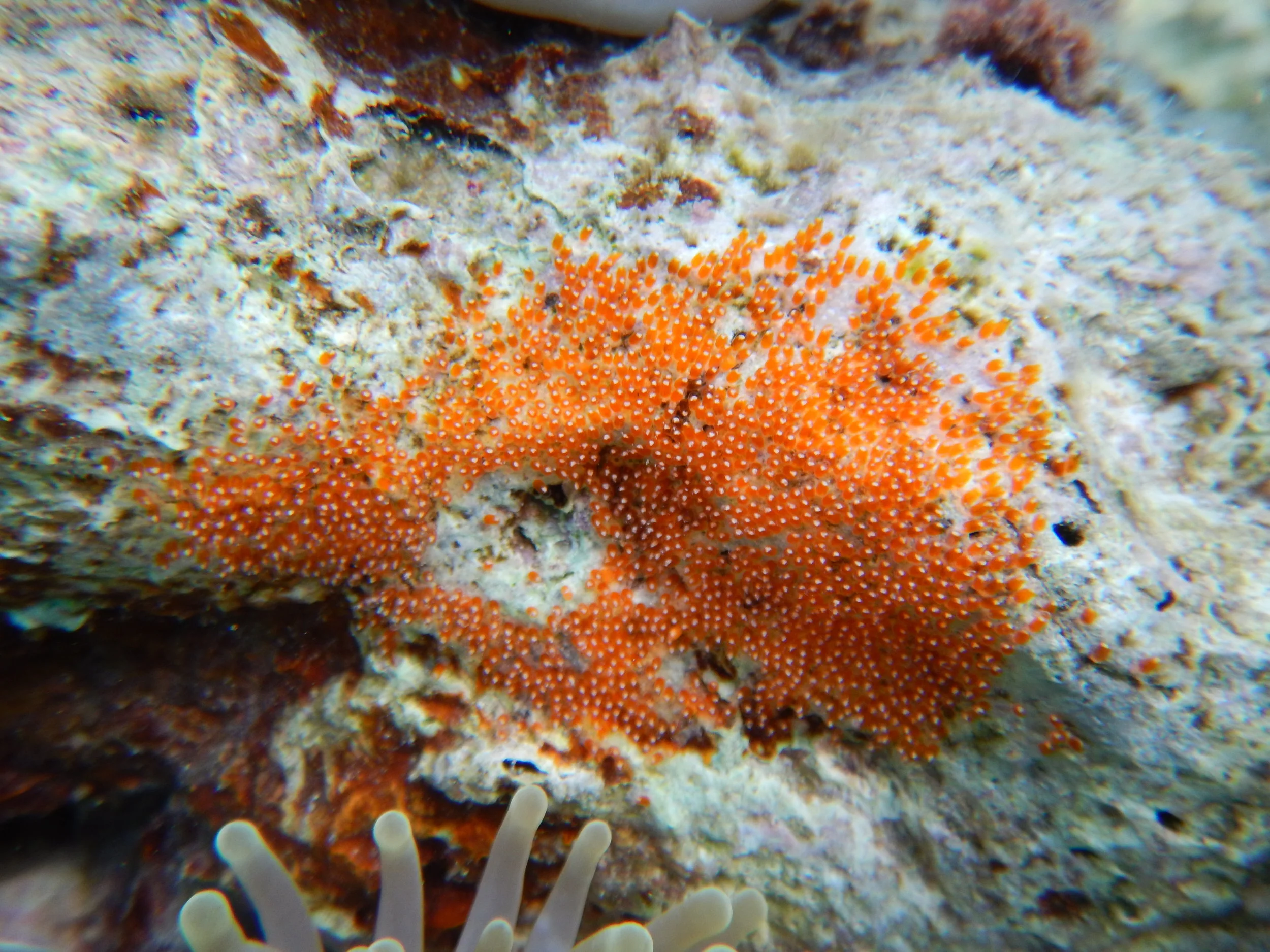 Clownfish eggs. The bright orange colour indicates they were likely laid within the last day or two. (Photo Tommy Norin)