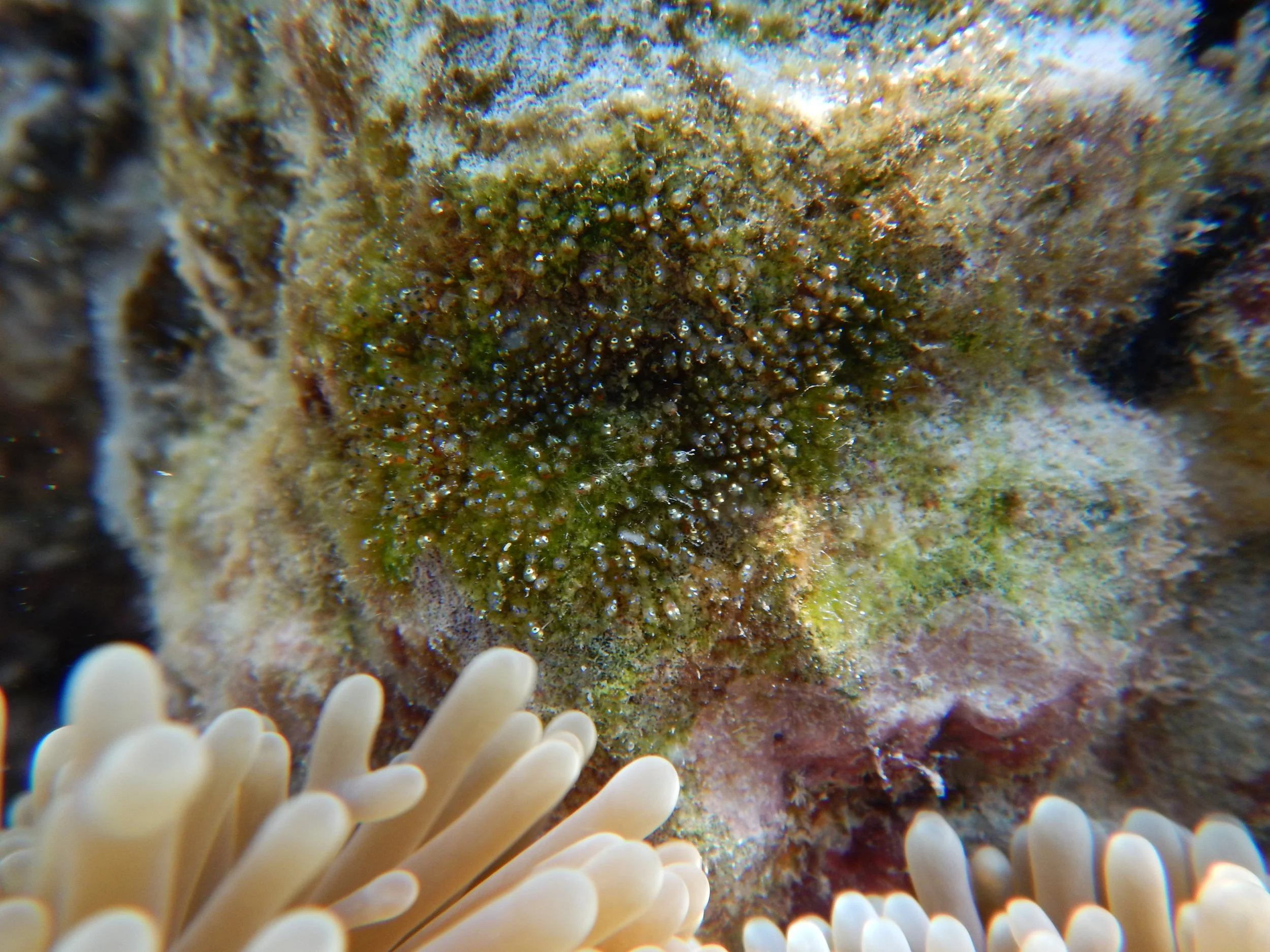 These eggs are much older and likely close to hatching. You can even see the eyeballs of the embryos inside. (Photo Tommy Norin)