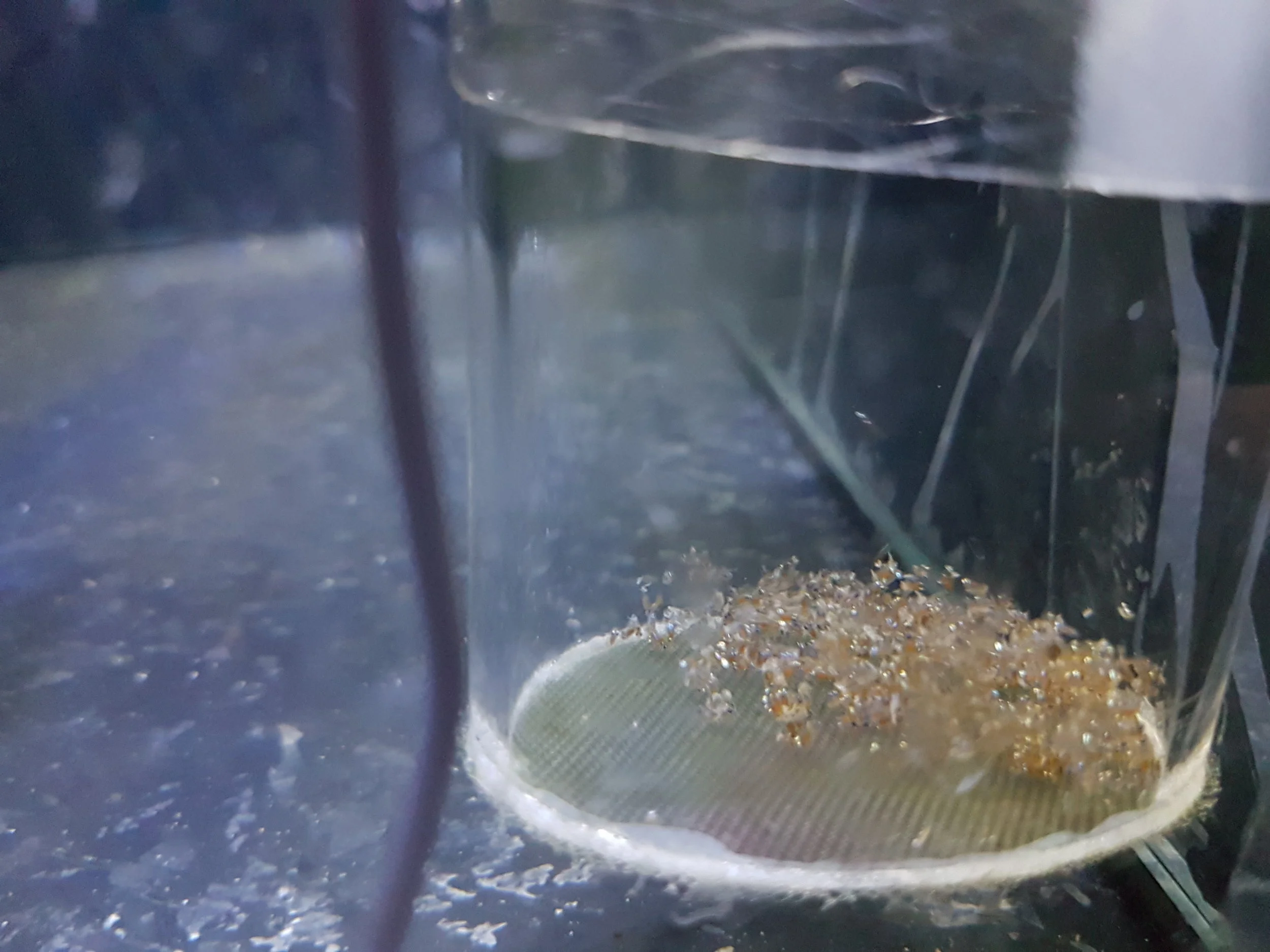 Harvested eggs back in the lab, being aerated until they hatch.
