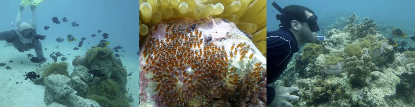 Tommy and Shaun checking out some clownfish nests. (Photos Suzie Mills)