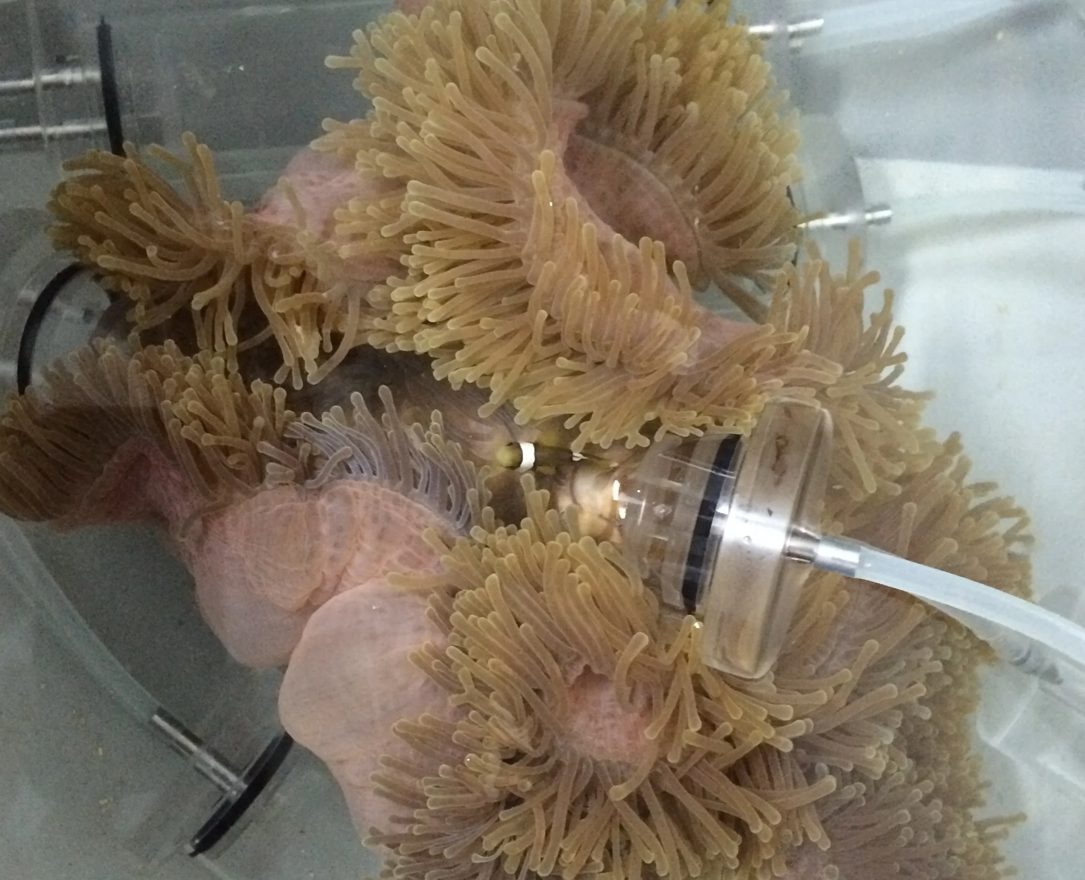 A juvenile clownfish being measured for oxygen uptake with the respirometry chamber being placed within an anenome. (Photo Tommy Norin)