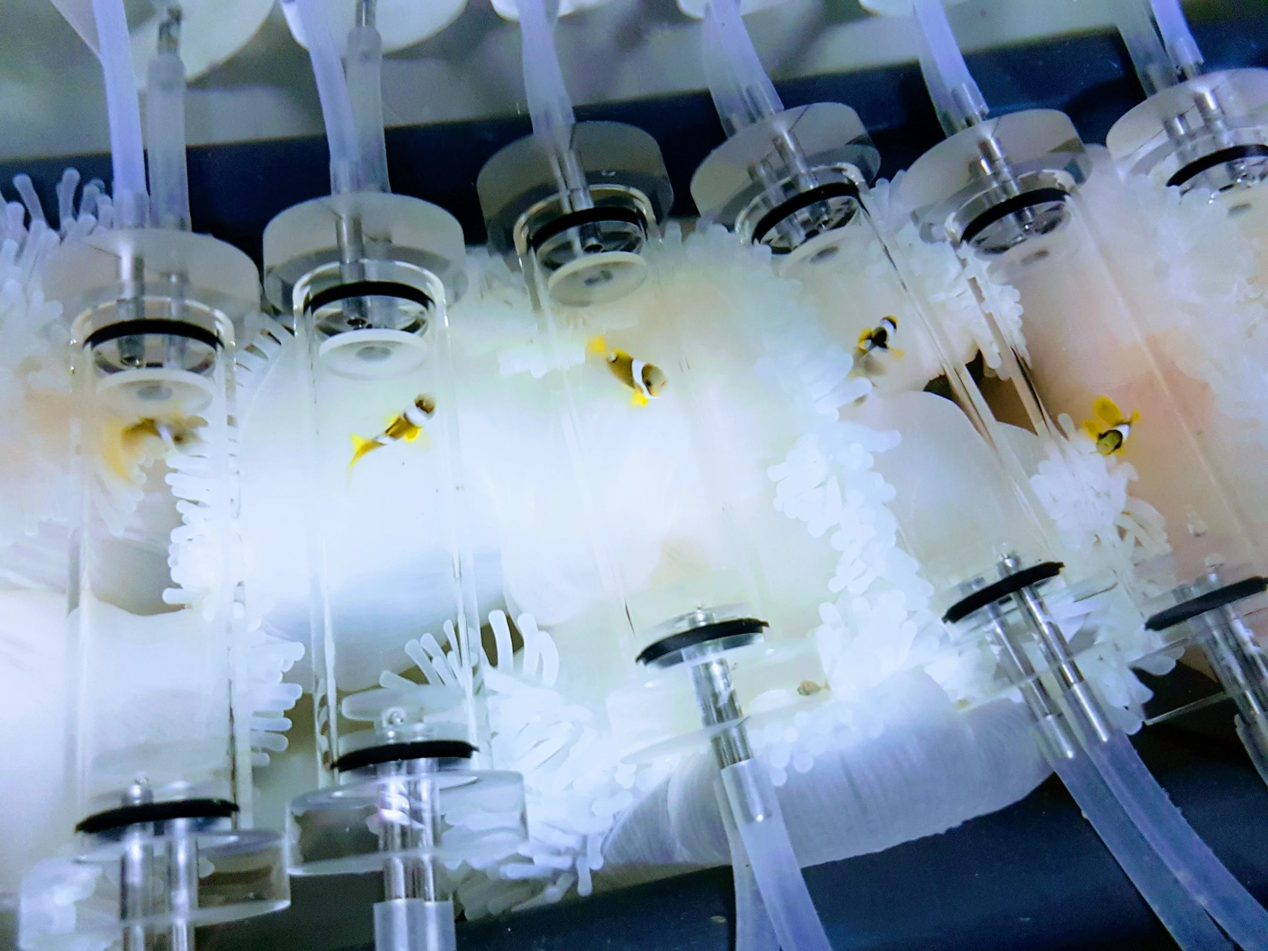 Measuring oxygen uptake in juvenile clownfish being exposed to bleached anenomes.