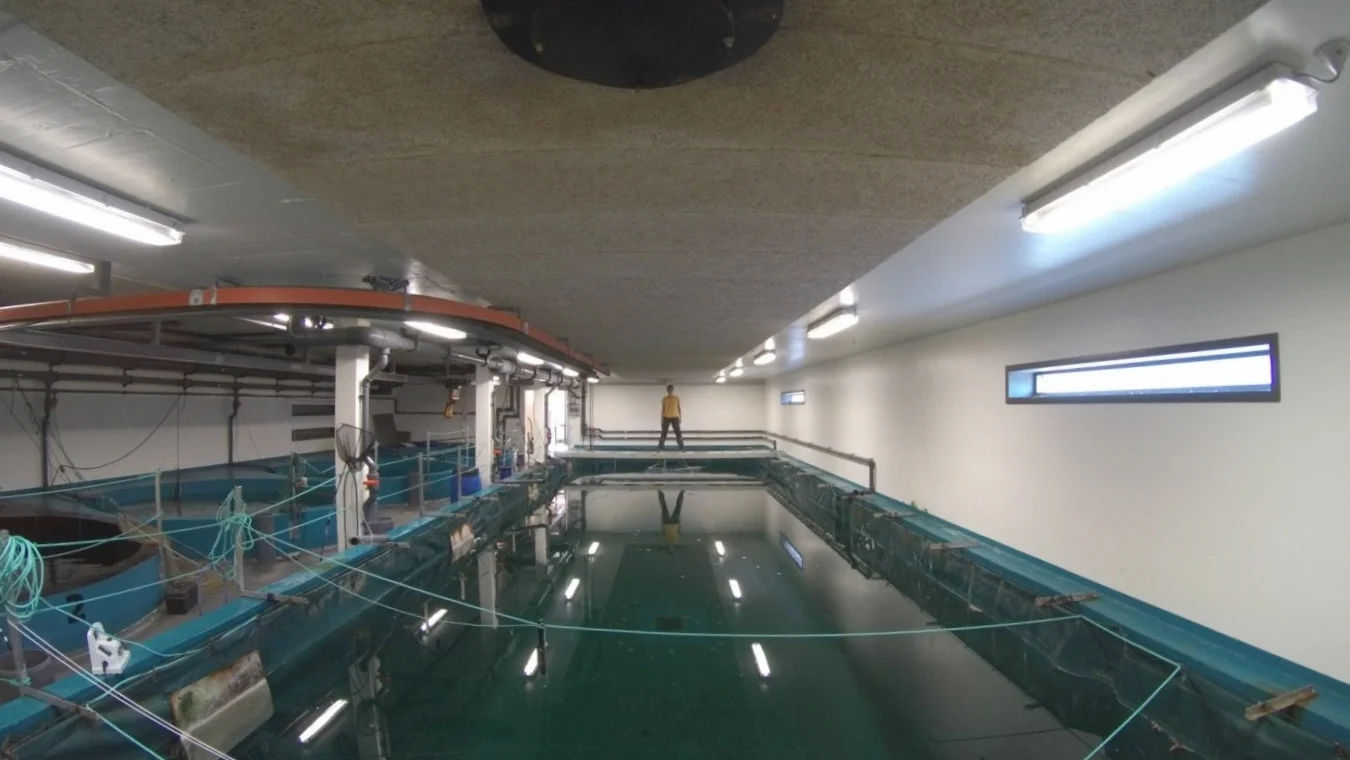 Big fish, big experimental arena!
