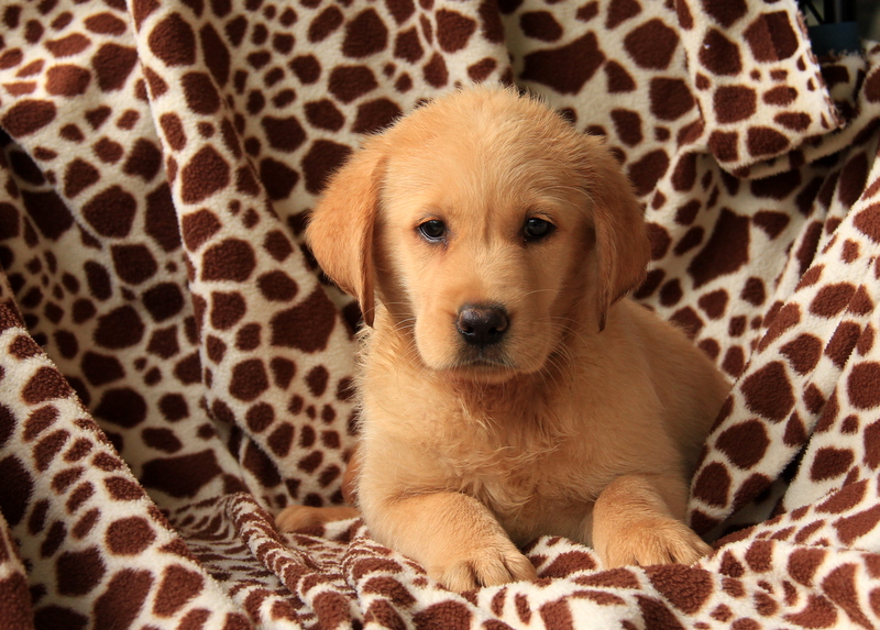 Link as a Puppy 1