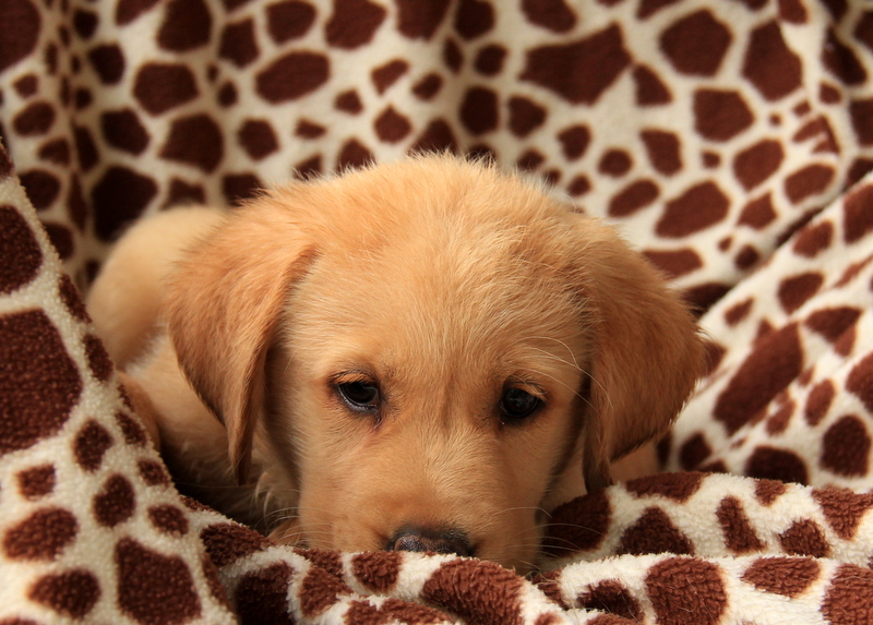 Link as a Puppy 2.jpg