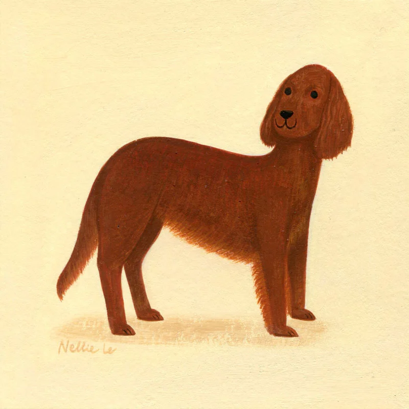Irish Setter