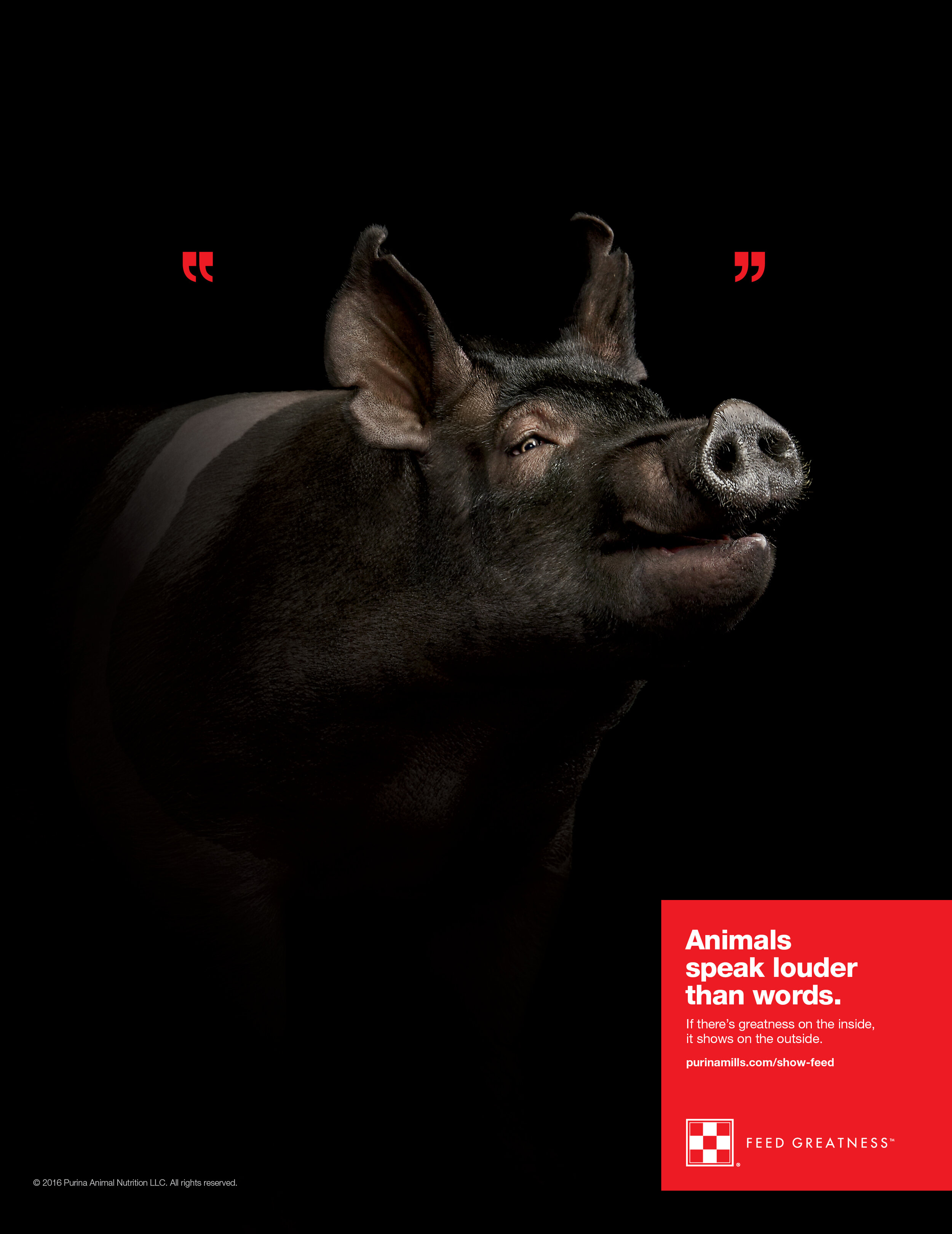 Purina_PigPrint.jpg