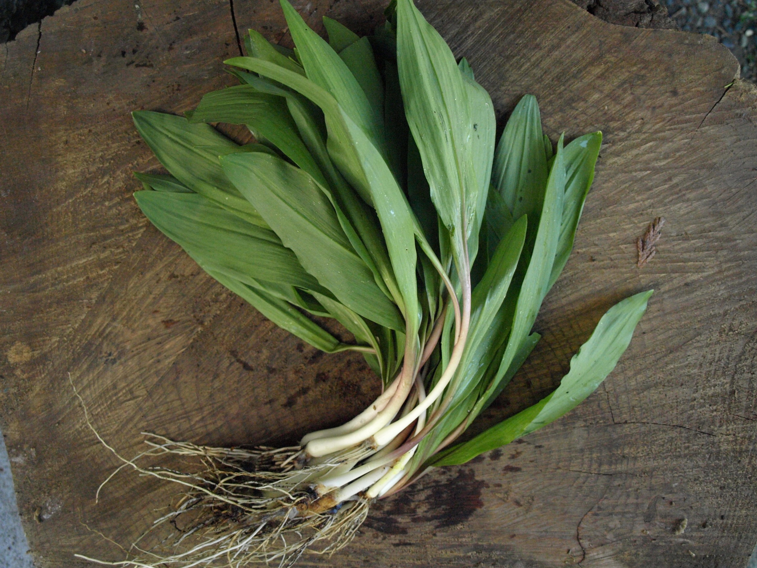 Foraged & Found Edibles