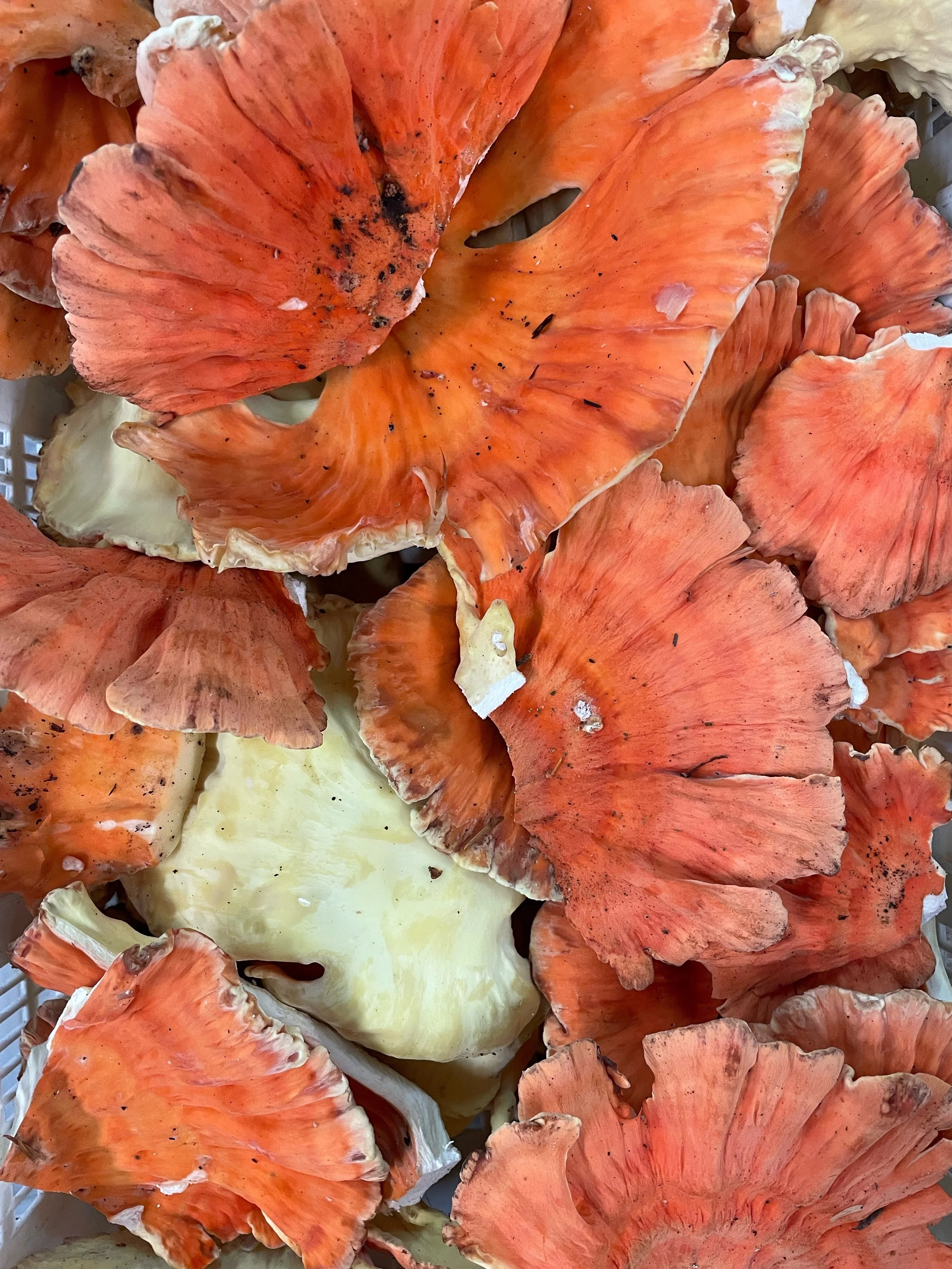 Chicken of the Woods