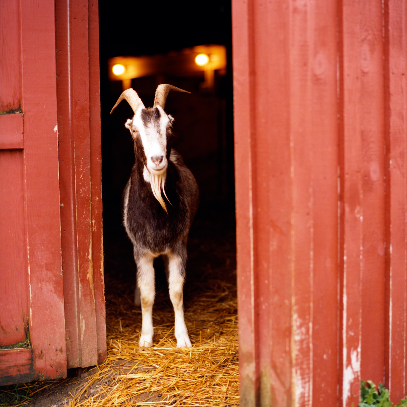 FS Goat R.jpg