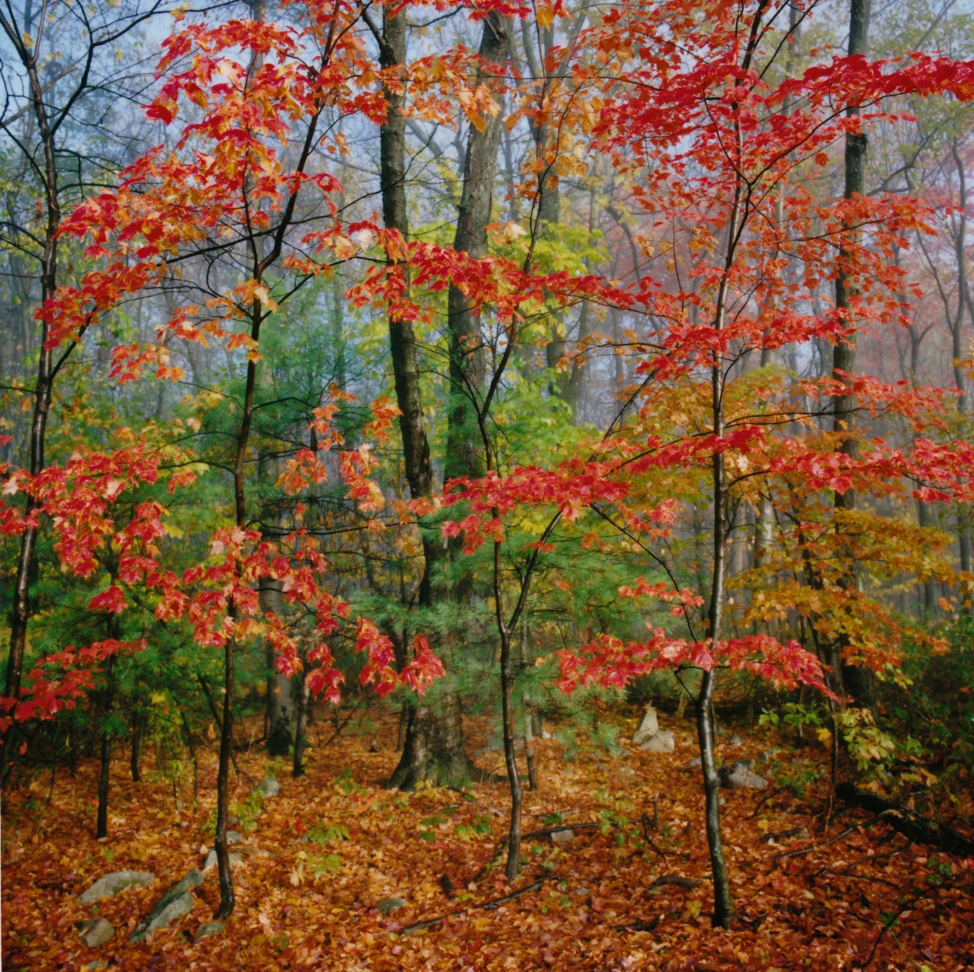 MahantangoForest.jpg