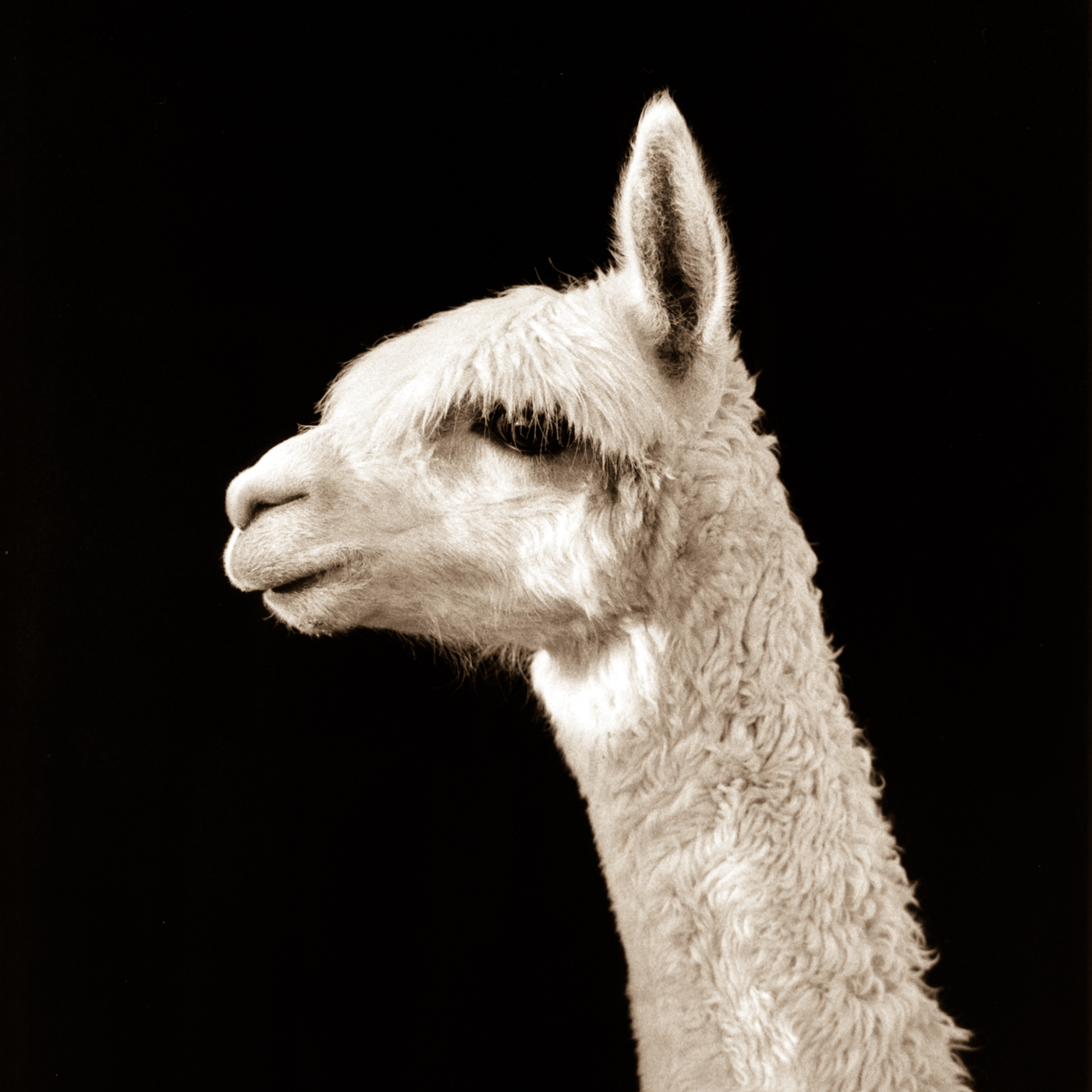 LescherAlpaca1-Edit.jpg
