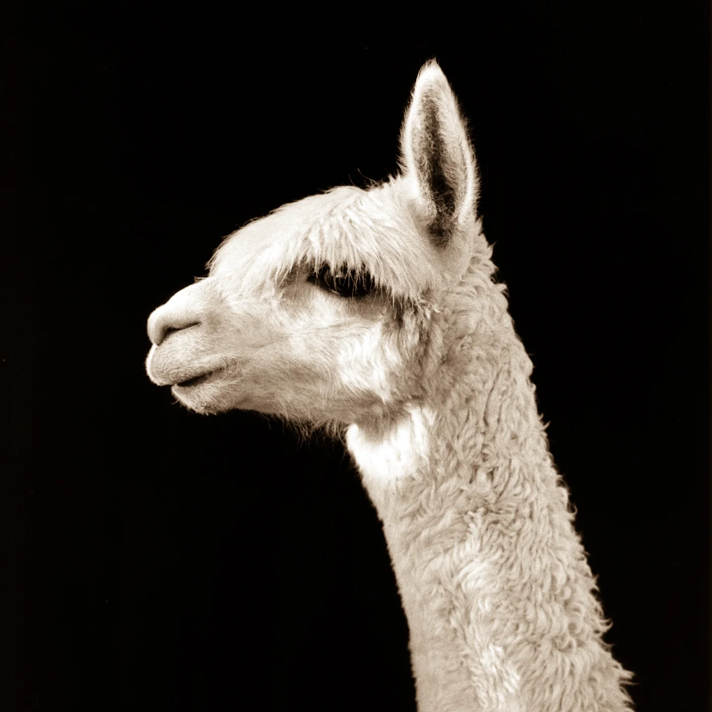 LescherAlpaca1-Edit.jpg