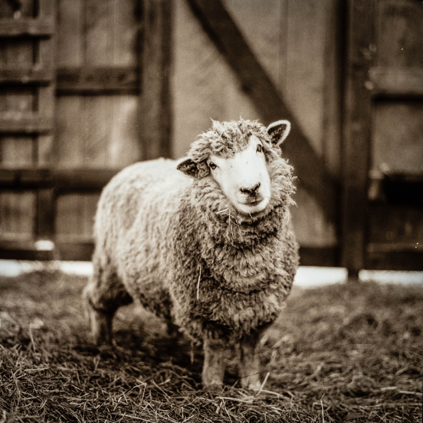 Coconut the Sheep at Piedmont Refuge.jpg