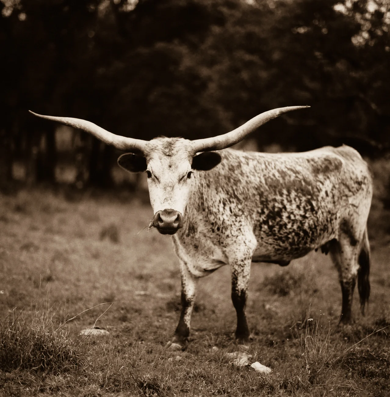 LongHorn.jpg