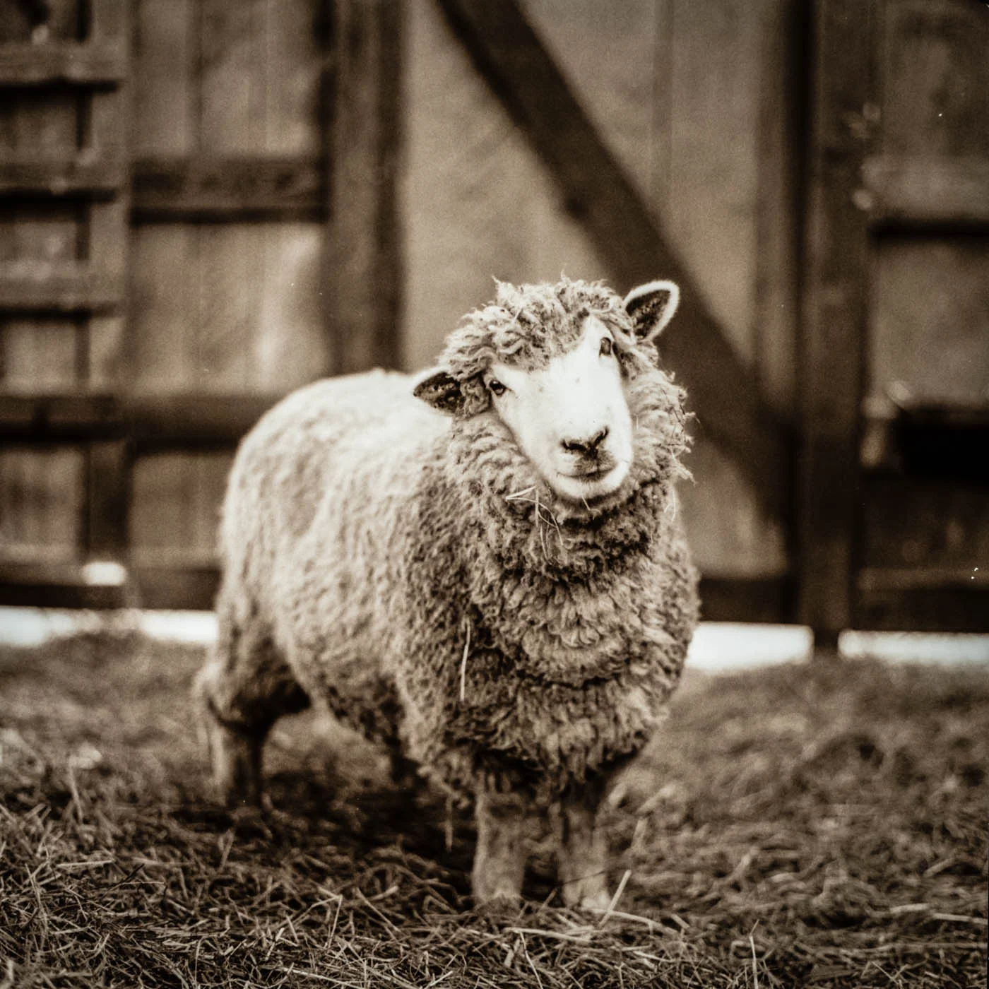 Coconut, a rescued sheep living at Piedmont Farm Animal Refuge in North Carolina