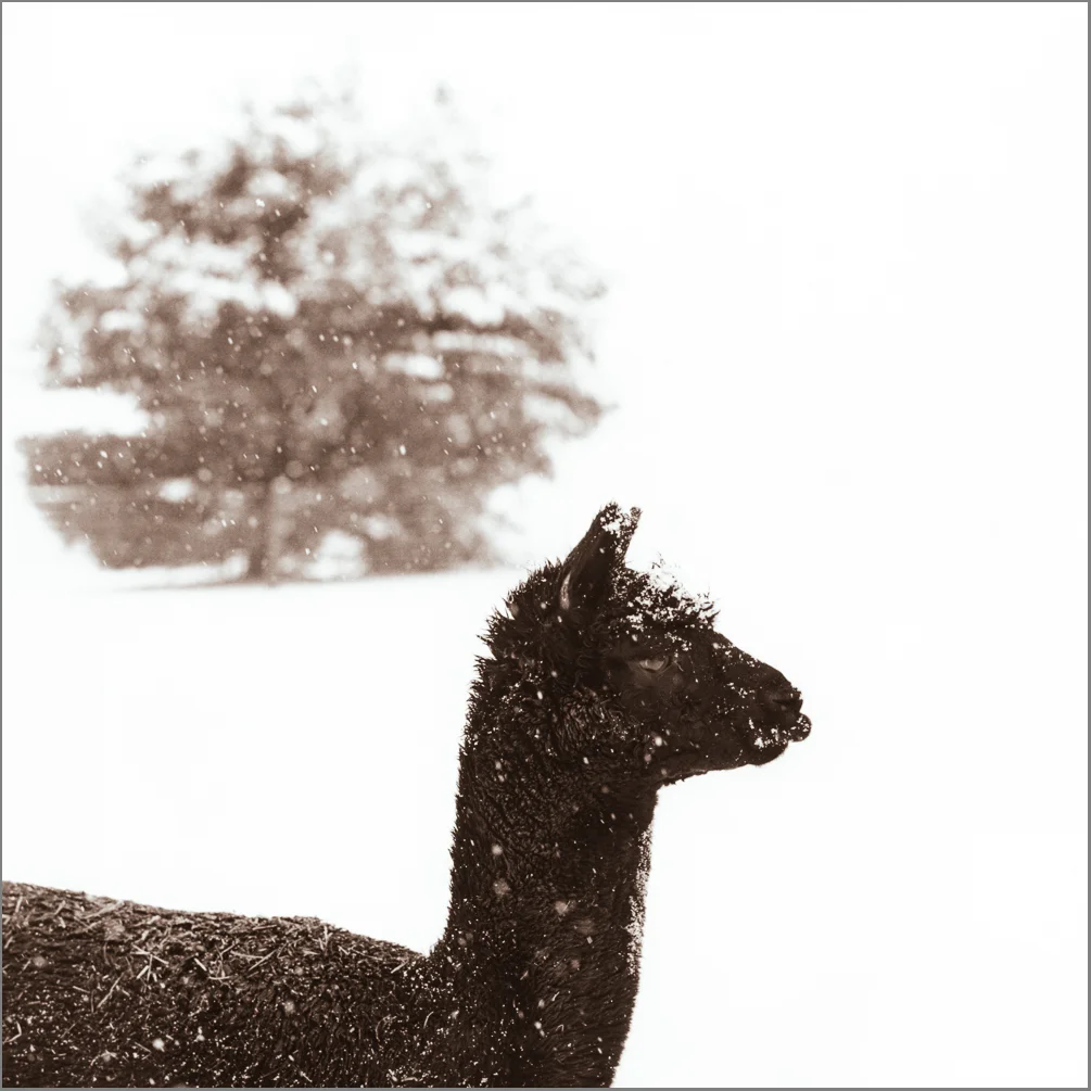 HAZECatchingSnowflakesRawsepia.jpg
