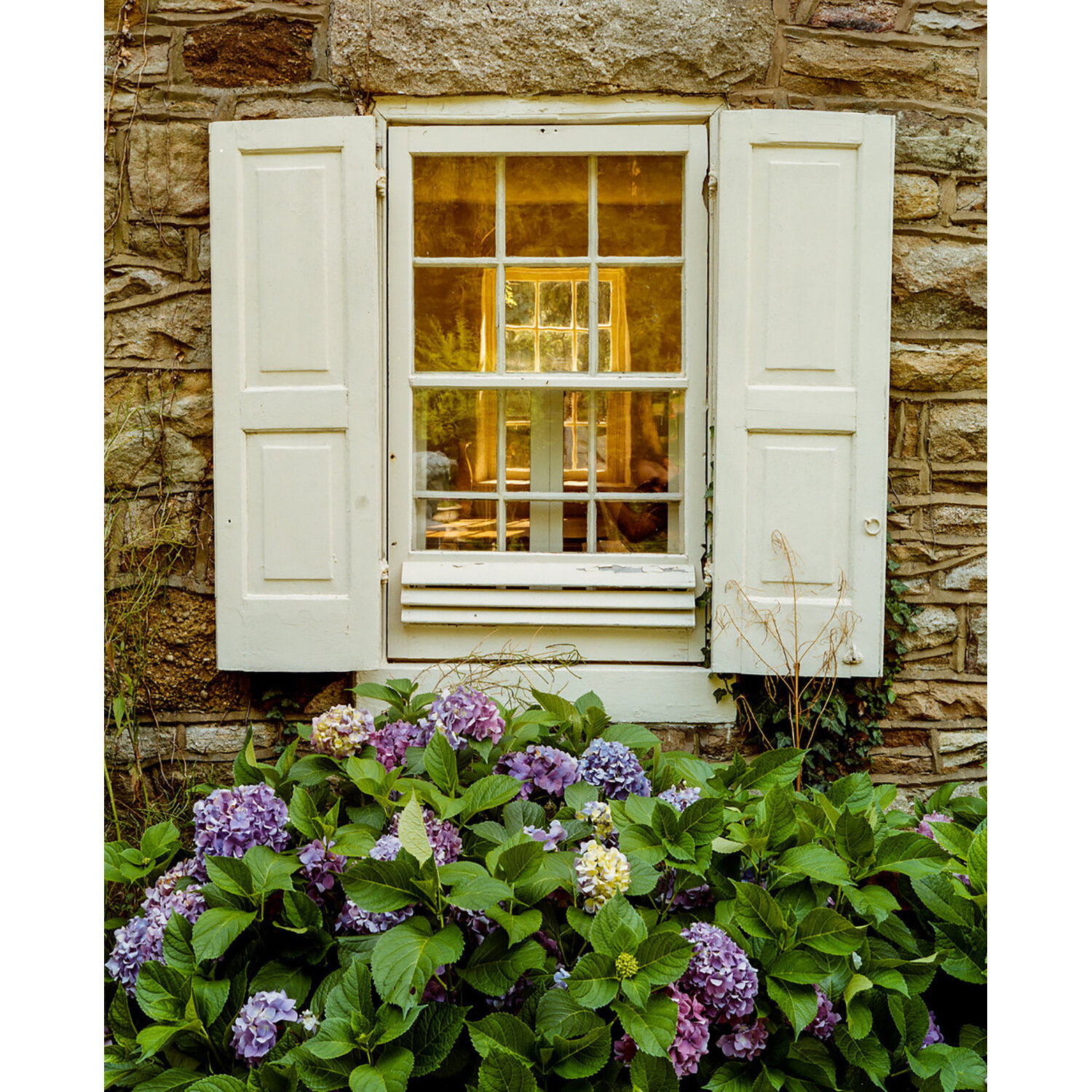 hydrangea.jpg