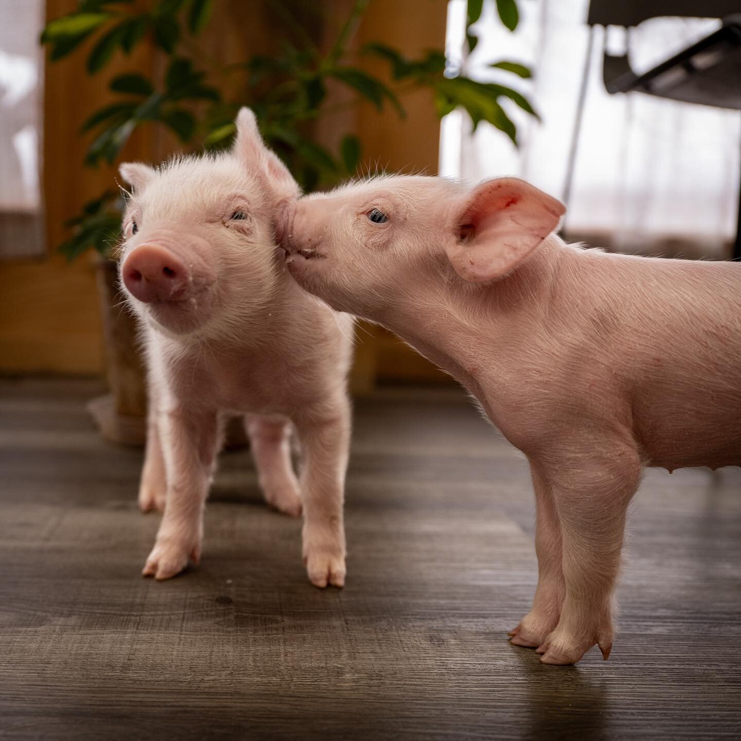 I got to meet @indralokaanimalsanctuary newest residents yesterday, two tiny piglets with a heartbreaking rescue story. (They were born as their mother was being taken away for slaughter and were discarded as the truck left) The brother and sister ar