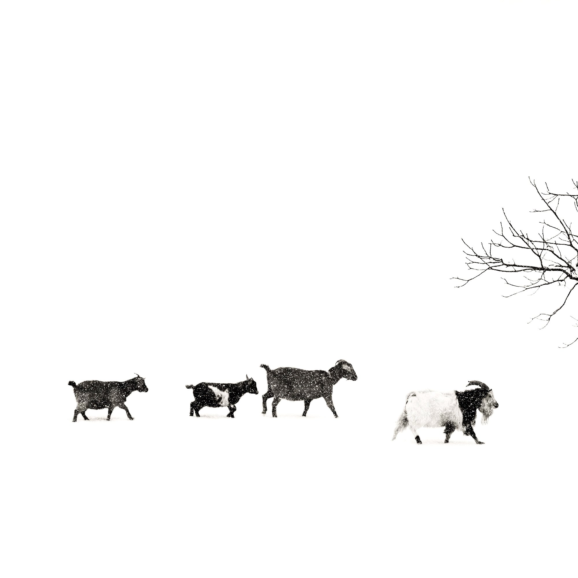 snowy+max+web.jpg