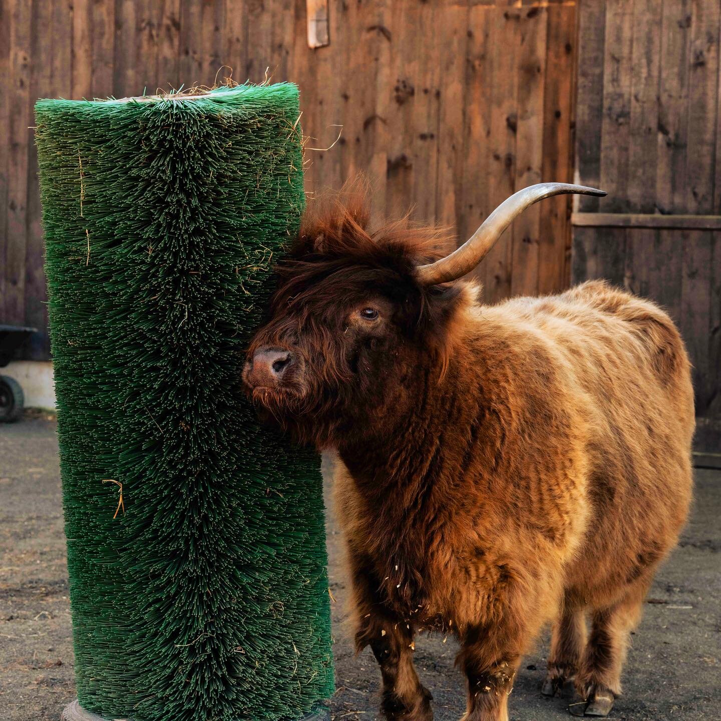 Tallulah and the world&rsquo;s biggest scratching post @jpfarmanimalsanctuary #scottishhighlandcow #farmanimalsanctuary