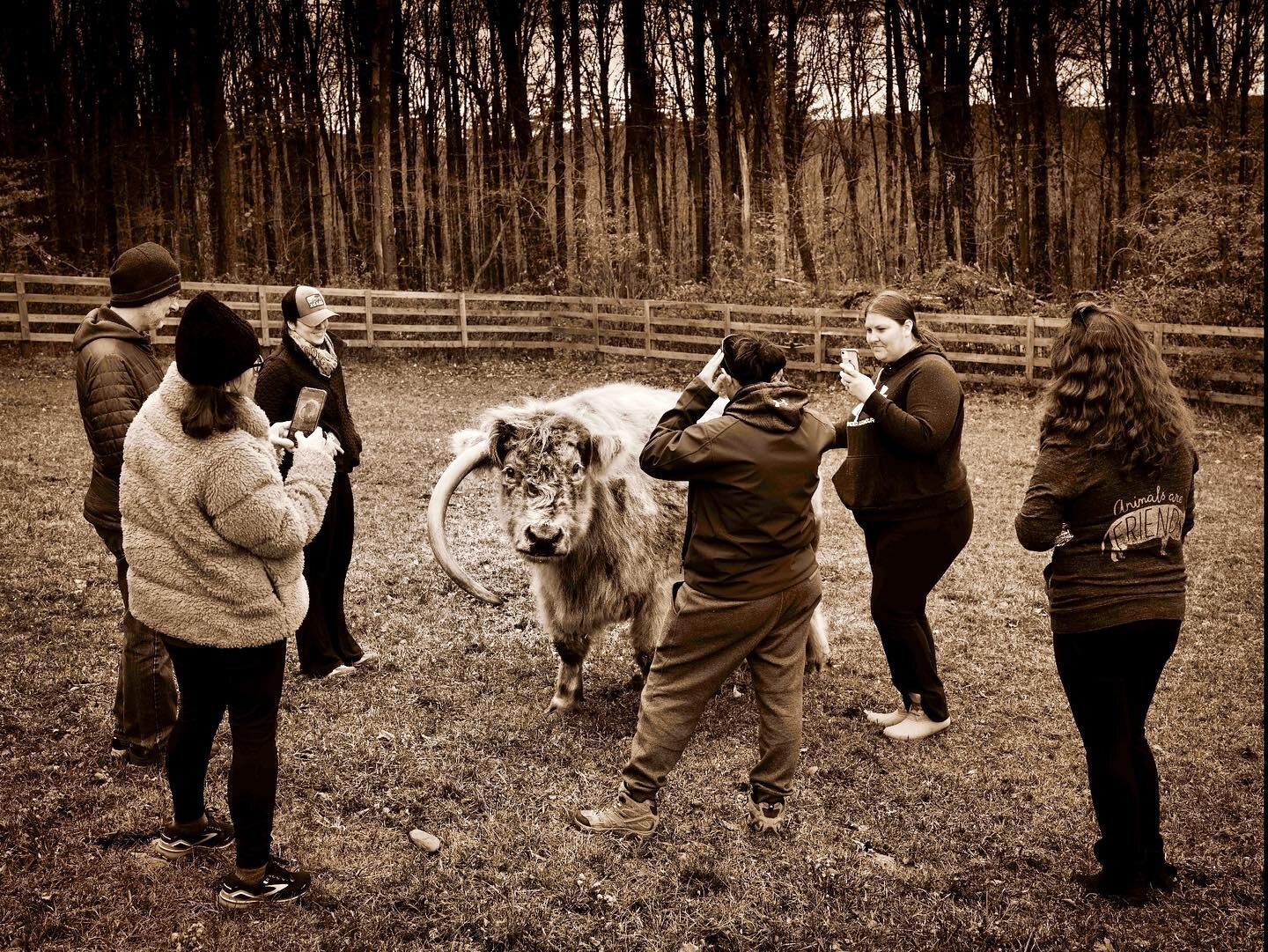 Ethan the cow and his friendly paparazzi at @jpfarmanimalsanctuary ThanksLiving last weekend #scottishhighlandcow #farmanimalsanctuary