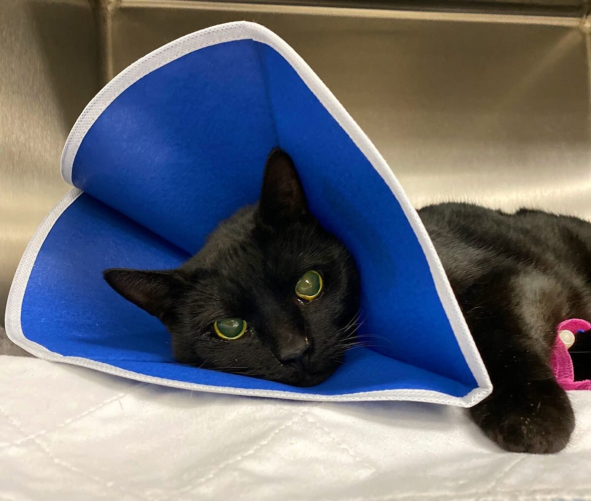 The excellent cat Timothy had to spend Christmas Eve and Christmas Day in the emergency vet hospital. He&rsquo;s home now and doing much better after a scary time. Thanks to @aecwatsontown for taking such good care of him