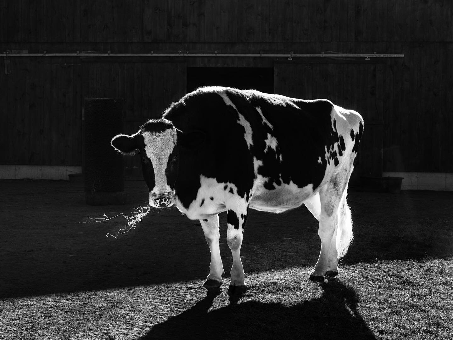 Wilma @jpfarmanimalsanctuary on a crisp November morning #farmanimalsanctuary #jpfarmanimalsanctuary