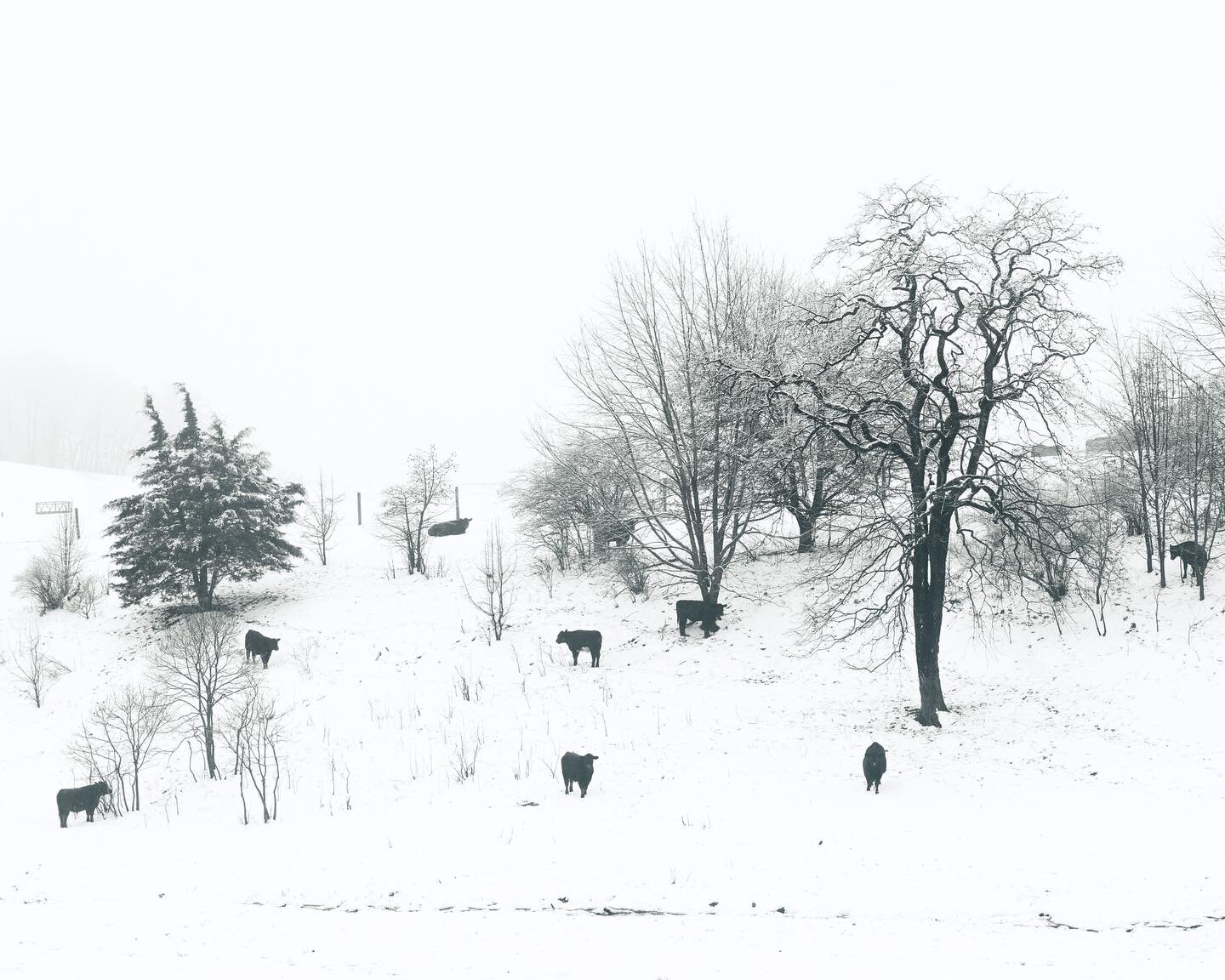 New photograph from my home/land project, cows on a hilly pasture in Mahantongo valley, Pennsylvania. #blackandwhitephotography