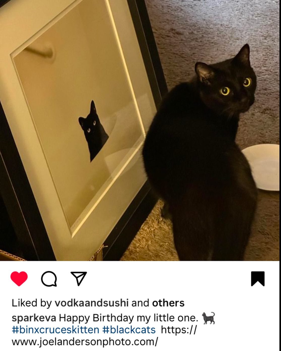 This fine kitty is Binx, who lives in New Mexico. His person bought my Sarah in the Tub photograph - you can see why! (I&rsquo;ll have a few Sarah photographs with me @mainstreetartsfest opening Thursday) #cats_of_instagram #fineartphotography