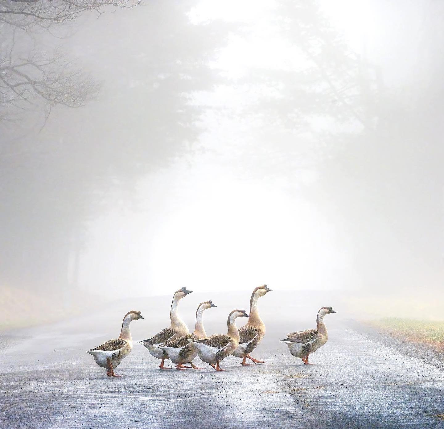 Ducks for a rainy @mainstreetartsfest day 3 (although technically I think these are geese). This is one of my new photographs available at the show and on my website, I photographed these friends strolling on a foggy spring morning. I&rsquo;m in boot