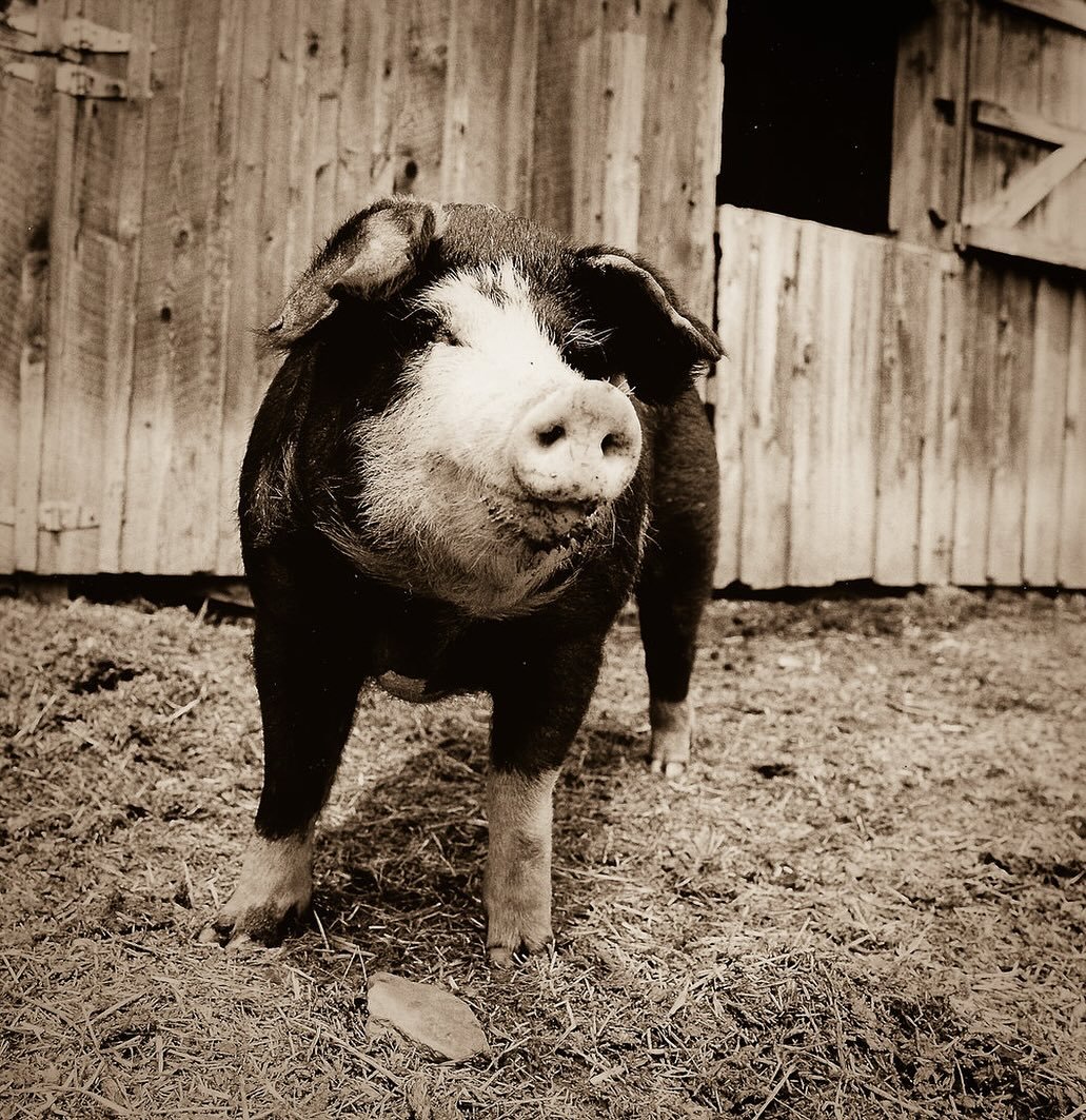 Rest in peace to brave Eddie Traffic, who passed away today @indralokasanctuary surrounded by his friends. I photographed Eddie not long after he made himself famous just before Christmas 2013 by jumping from the back of a truck that was headed to th