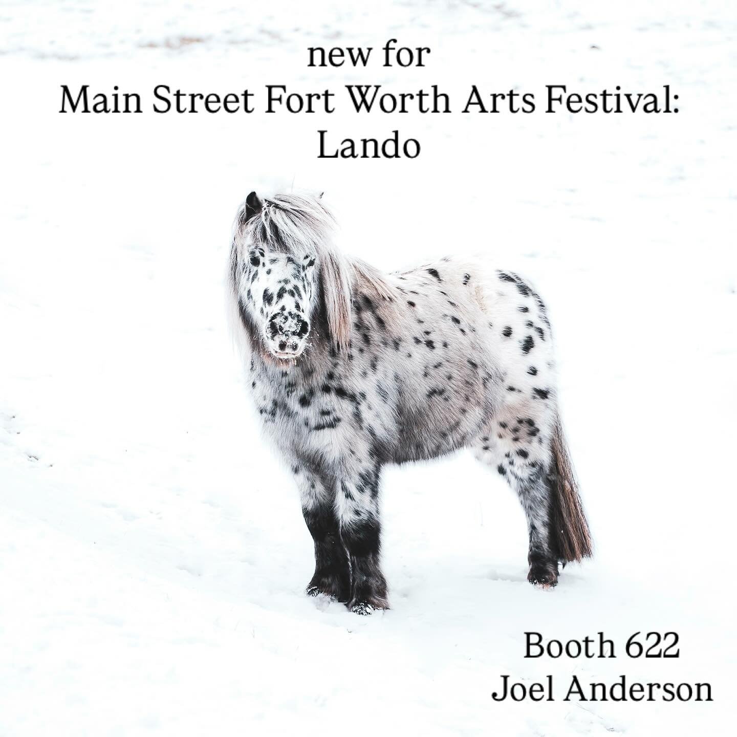 Another new photograph premiering at Main Street Fort Worth Arts Festival April 10-13, booth 622-624. This is mini Appaloosa Lando. #mainstreetfortworthartsfestival #fineartphotograghy