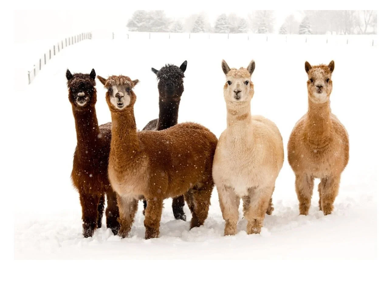 I&rsquo;ll have Drama Queens with me this weekend at Eagles Mere Arts &amp; Crafts Festival, my usual booth spot #29 #eaglesmerepa