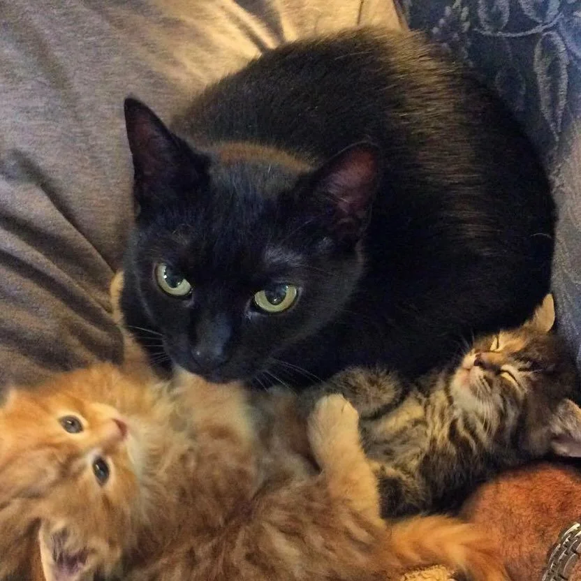 Rest in peace to our little cat Amelia, shown here several years ago babysitting some kittens. She was put to sleep this morning after her cancer became too advanced for her to continue peacefully. She was dumped 14 years ago, very pregnant, at our f