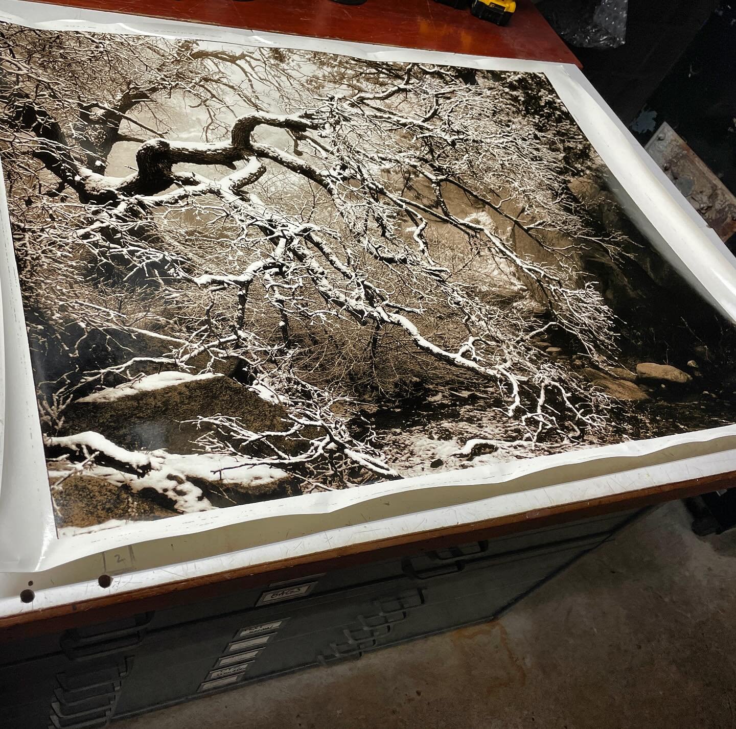 Darkroom printing week, this is a custom 30x40&rdquo; of my Mystic Forest, Aquirre Springs New Mexico freshly dried and waiting to be matted. I took this when I lived in New Mexico in the 90s, using my old wooden Gundlach 4x5 camera. Printed on @ilfo